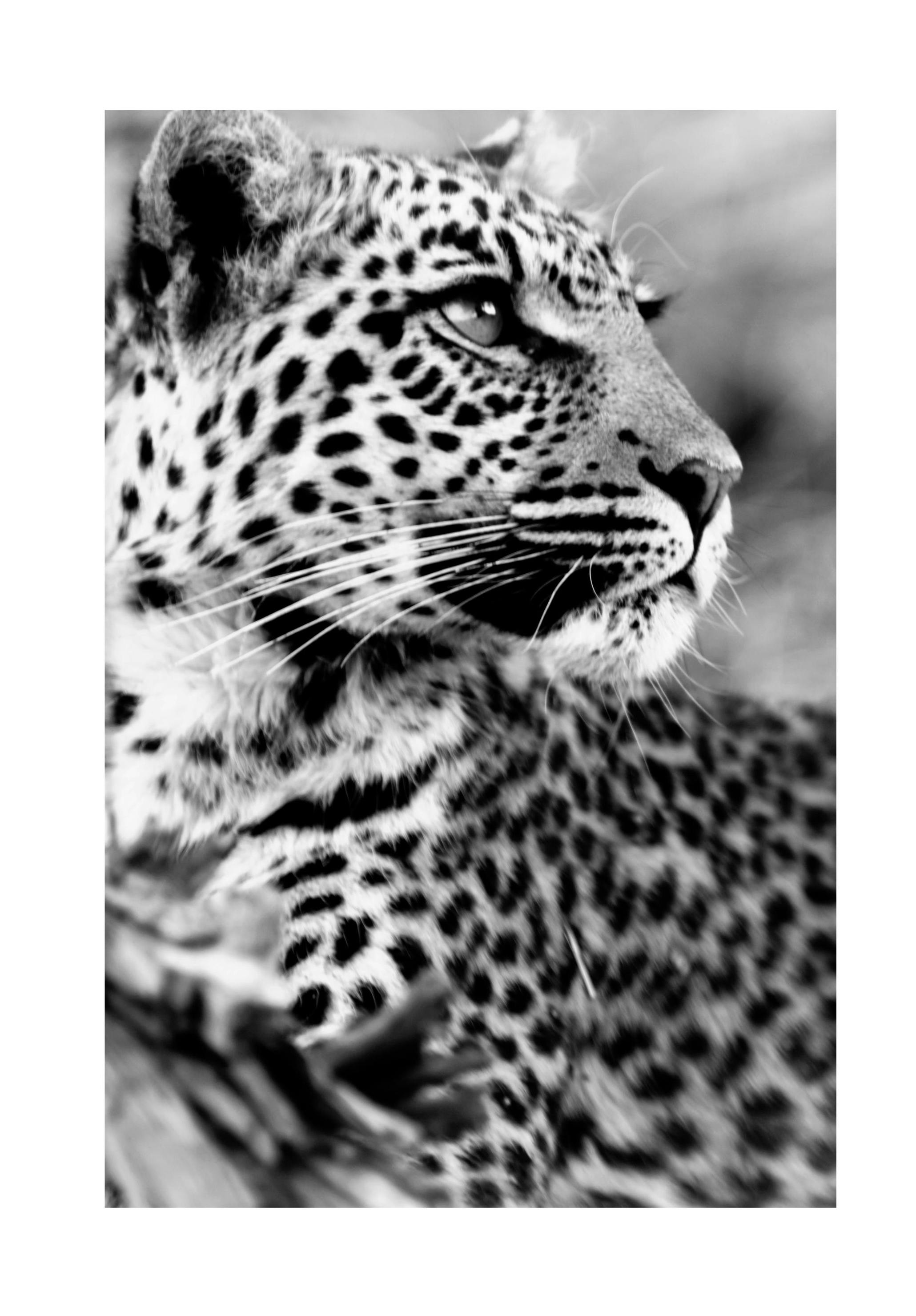 Snow leopard Poster (30x40 cm) - Poster Store