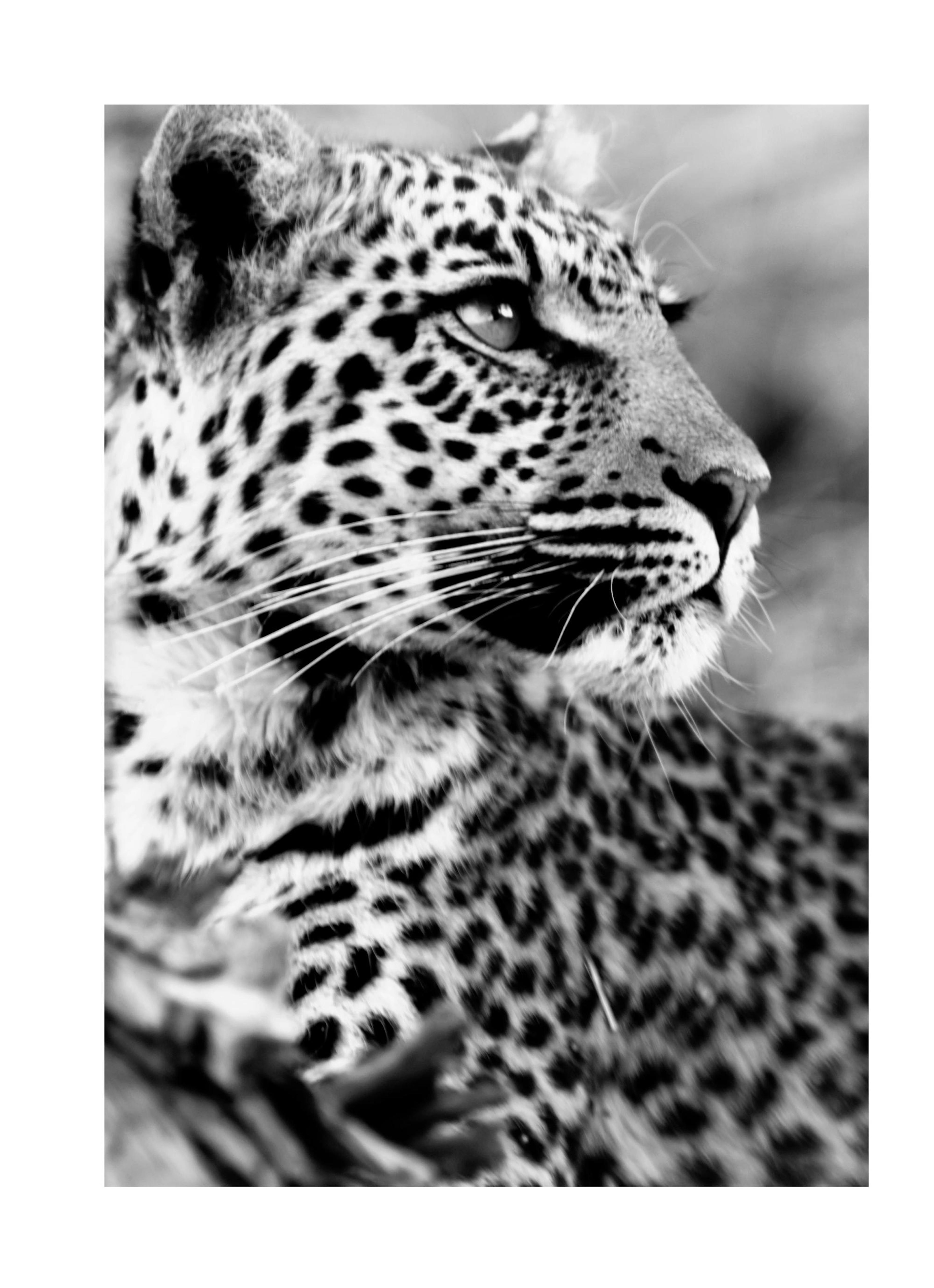 Snow Leopard Poster 0
