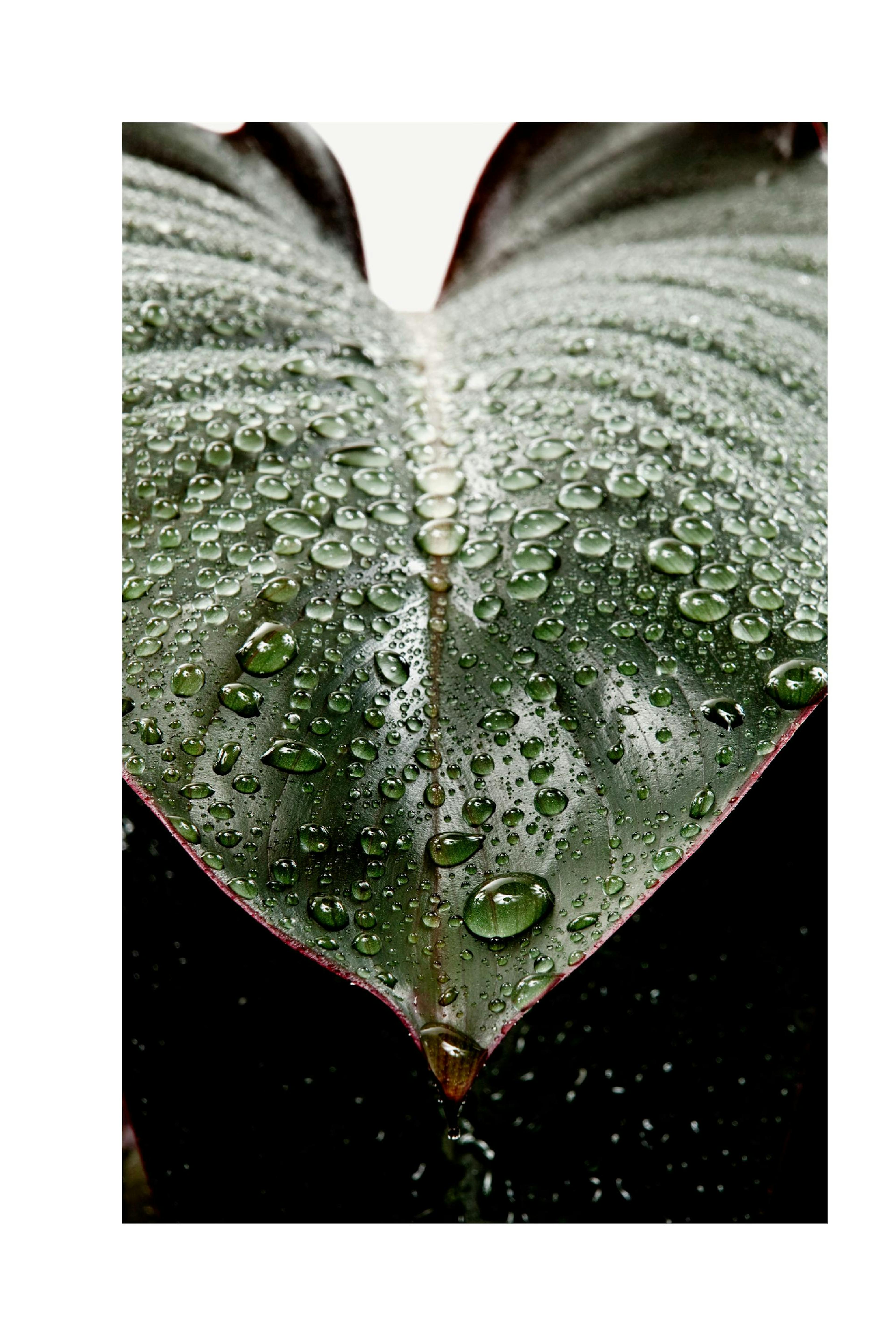 Leaf Droplets. Poster thumbnail