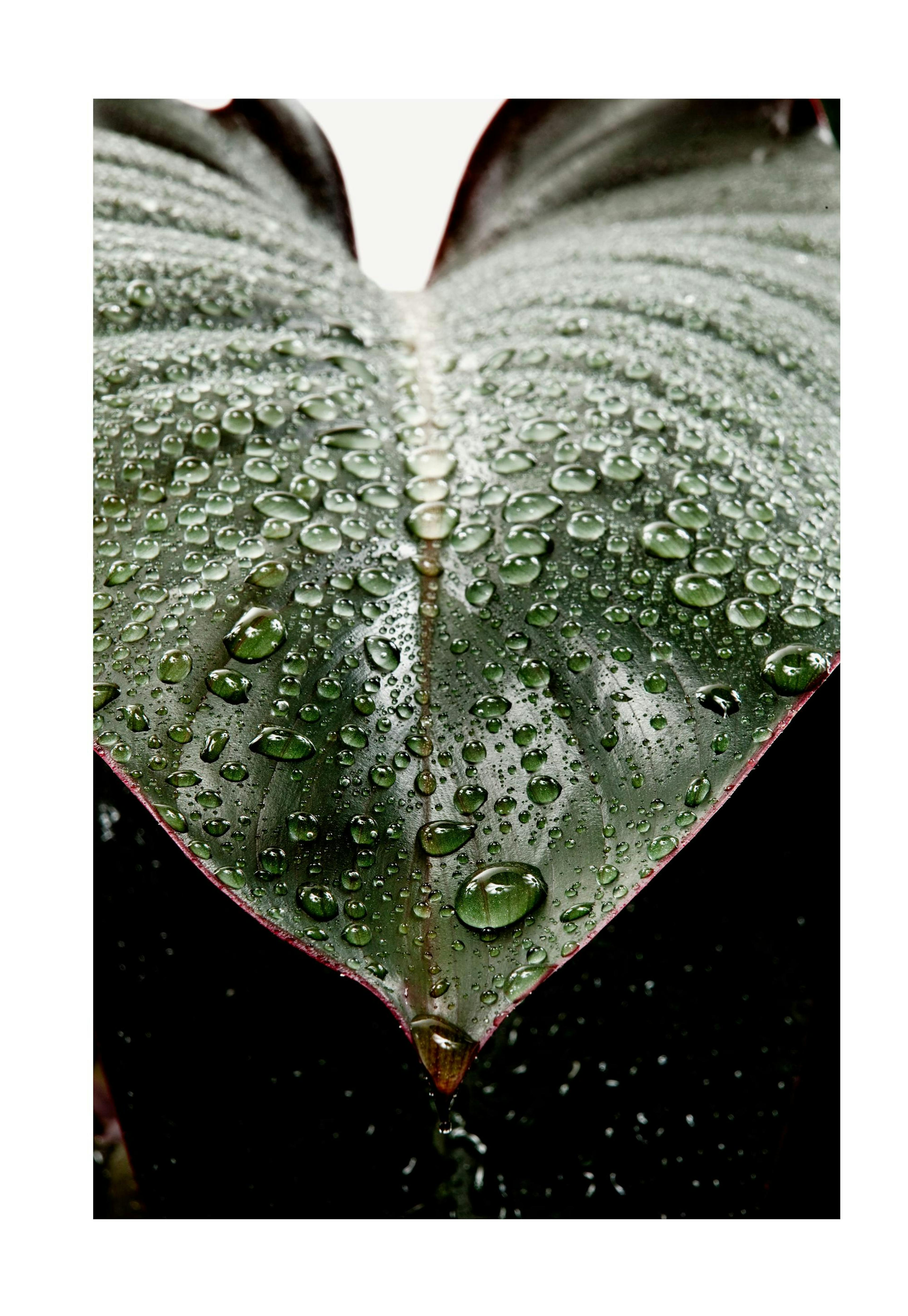 Foglia con Goccie d'Acqua Poster 0