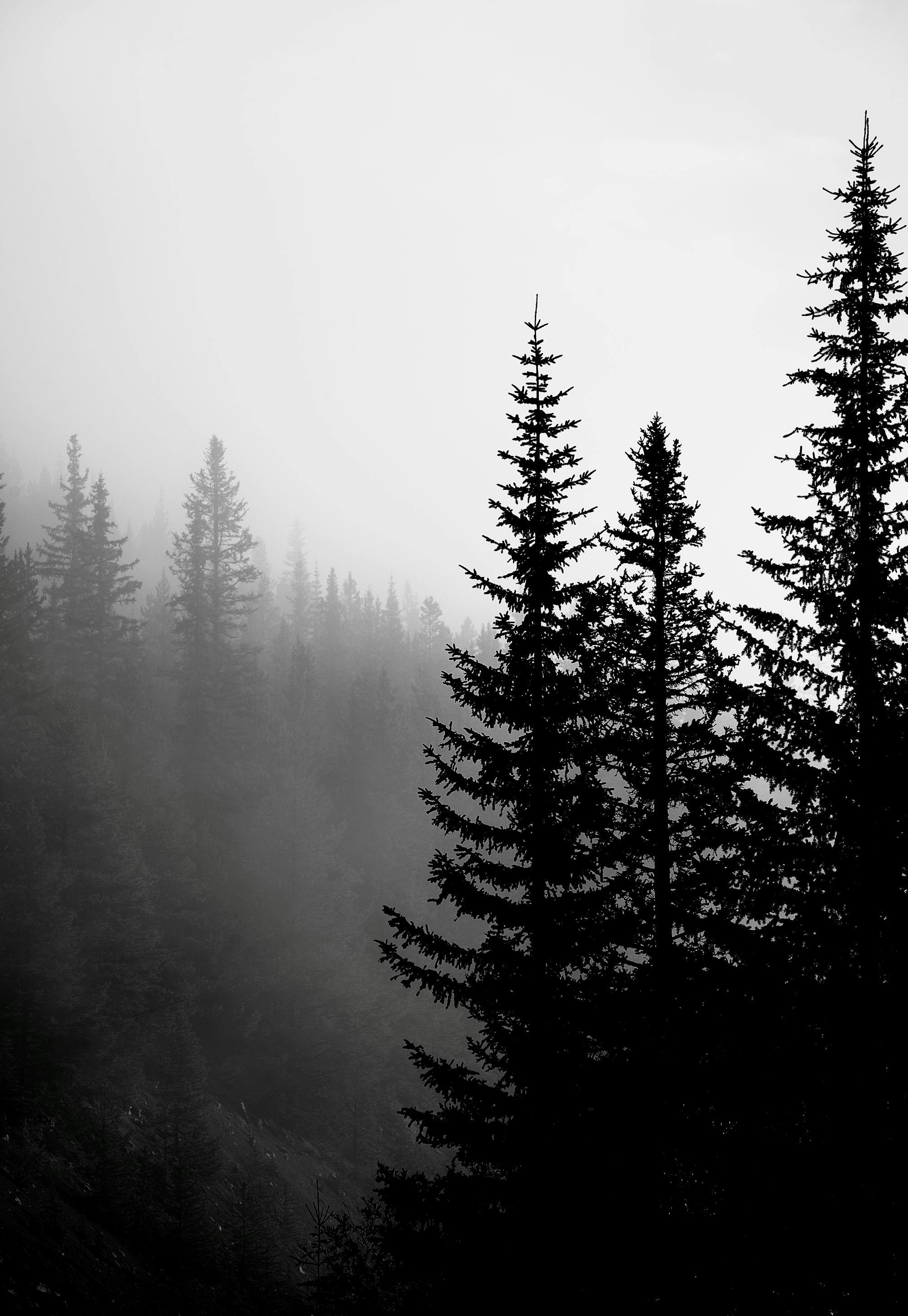 Dark Forest Poster 0