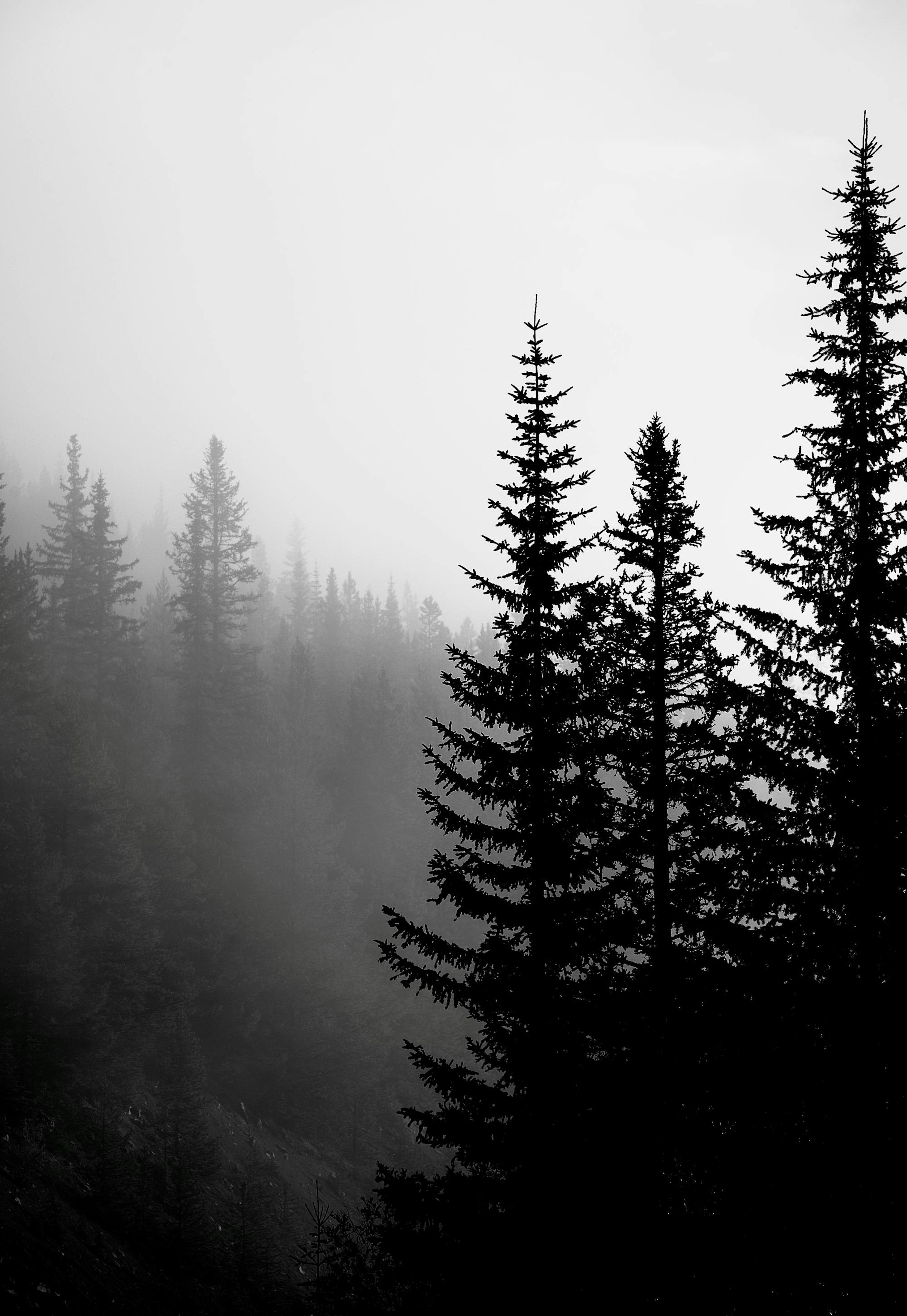 Dark Forest Poster 0