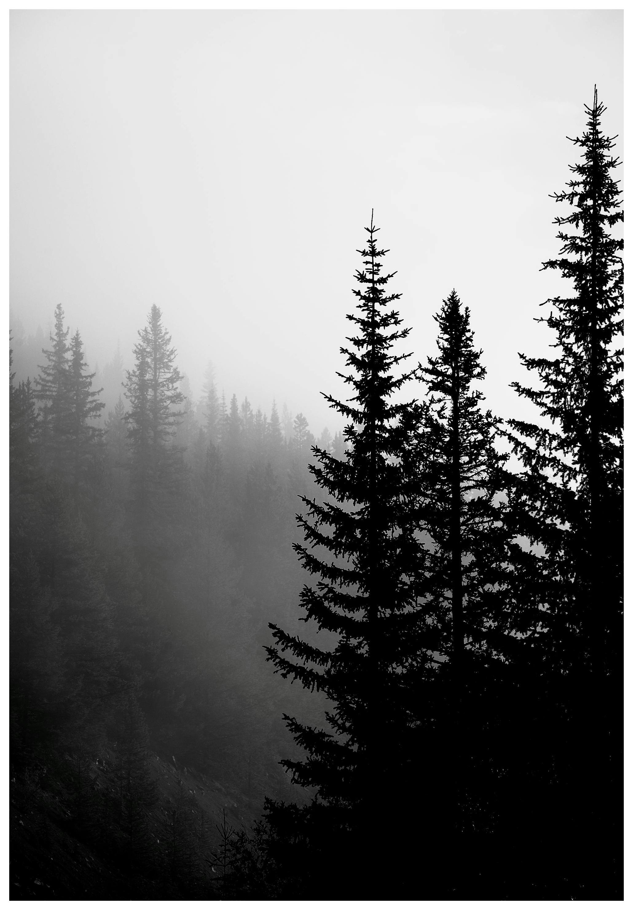 Dark Forest Poster (30x40 cm) - Poster Store