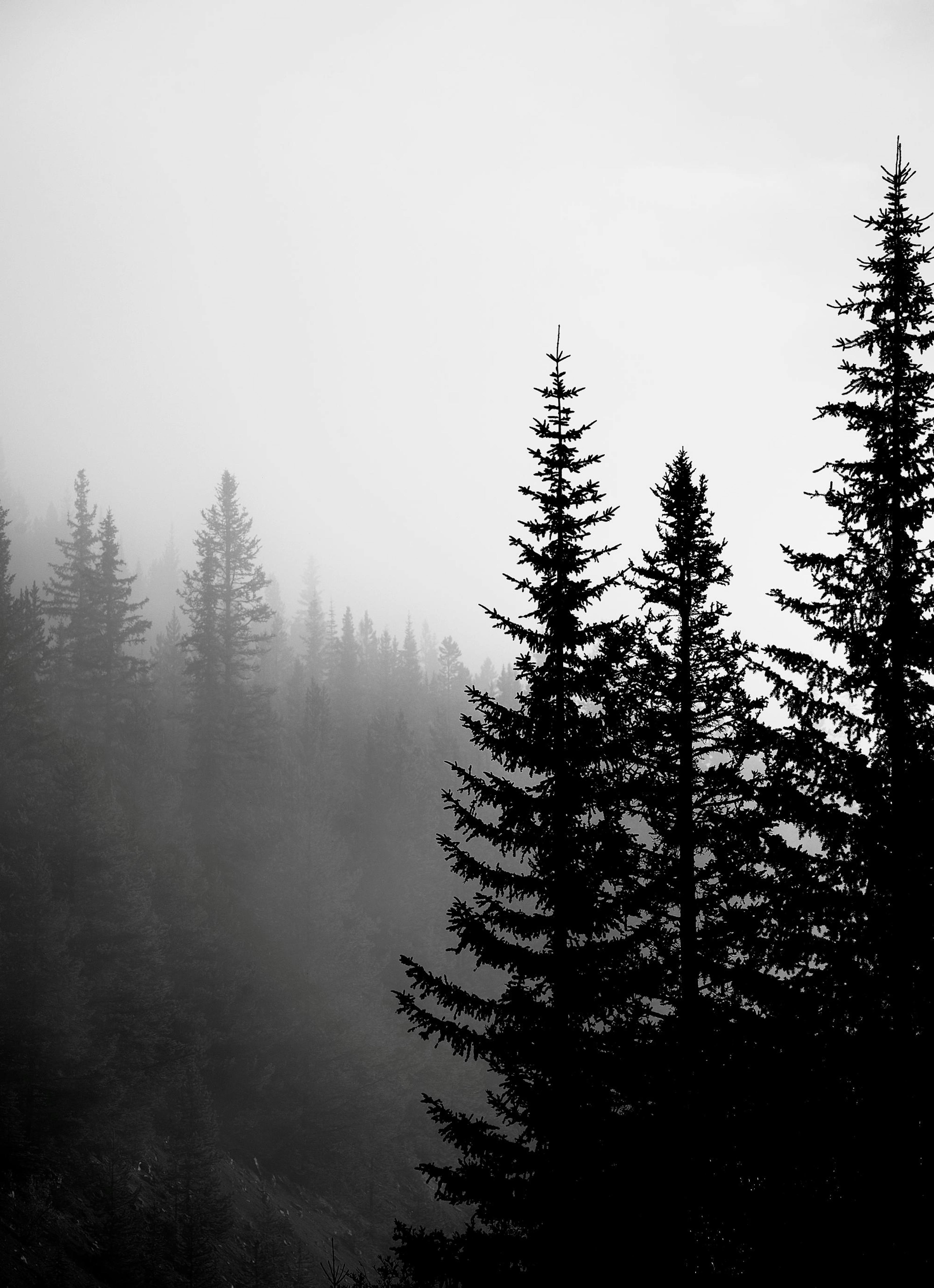 Dark Forest Plakat thumbnail