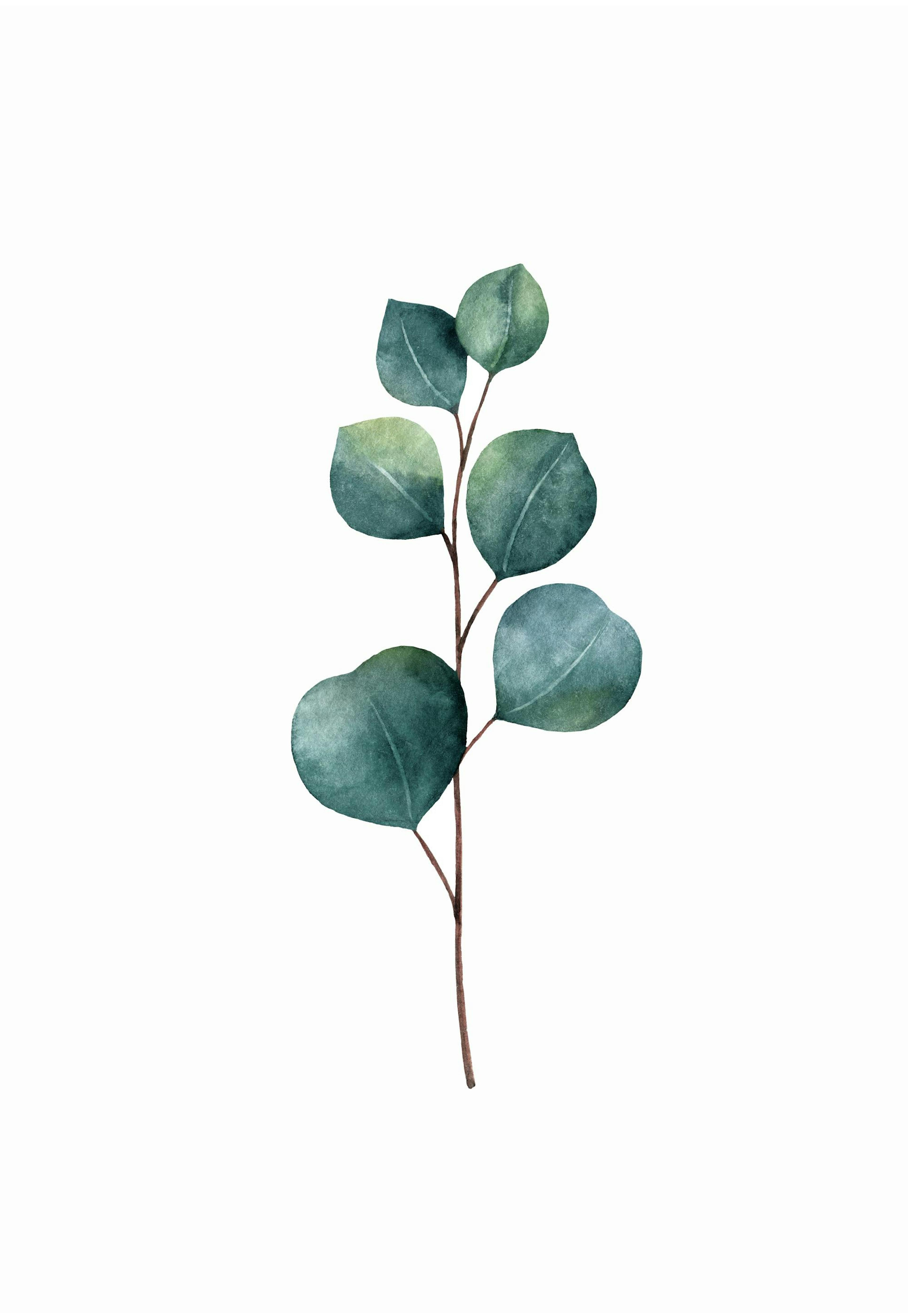 Eucalyptus Poster thumbnail