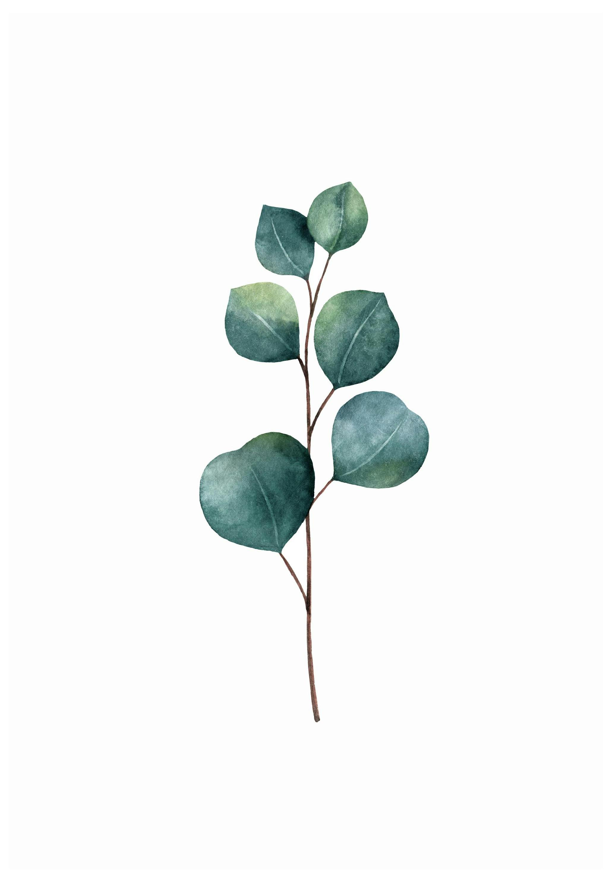 Eucalyptus Poster (50x70 cm) - Poster Store