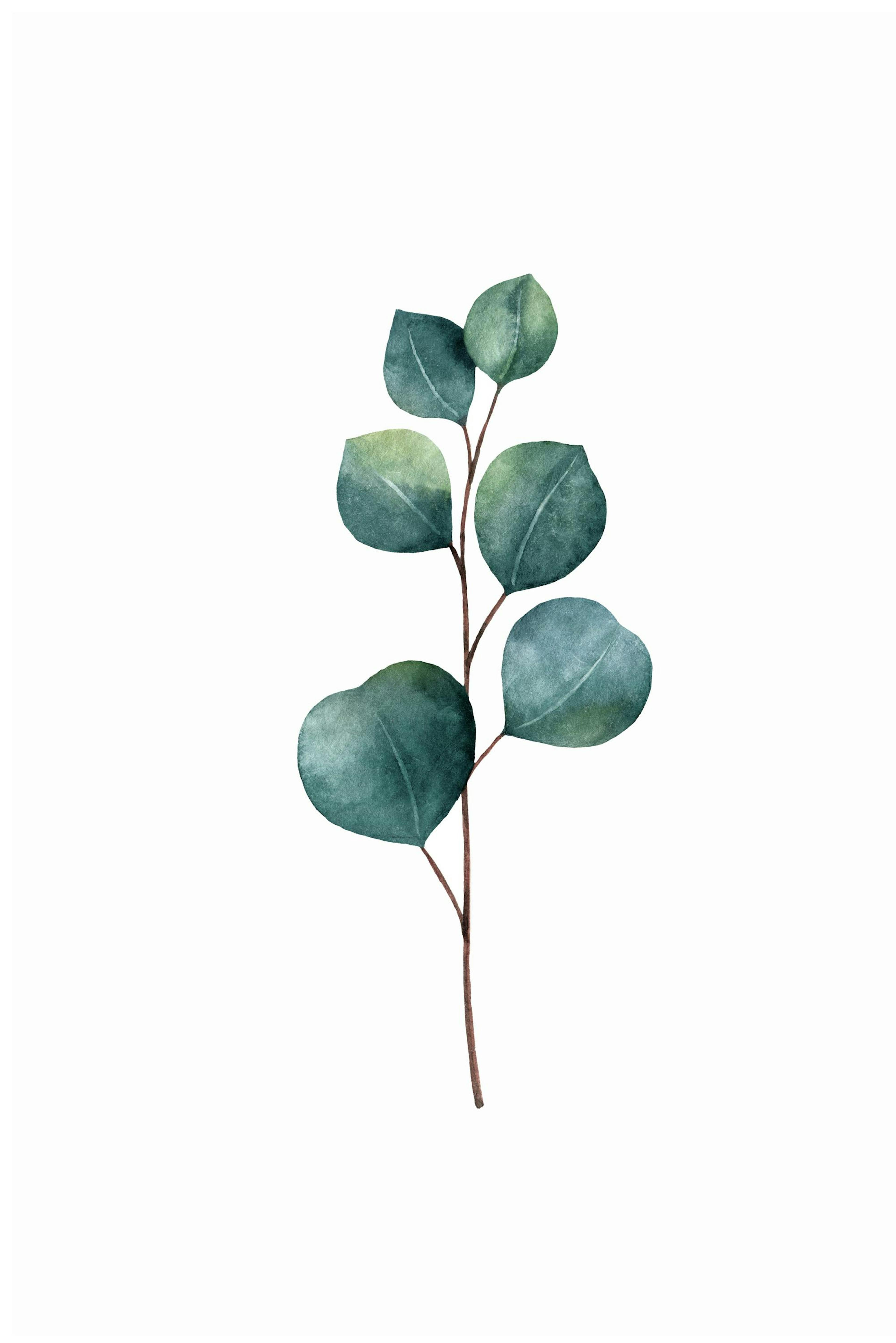 Eucalyptus Poster thumbnail