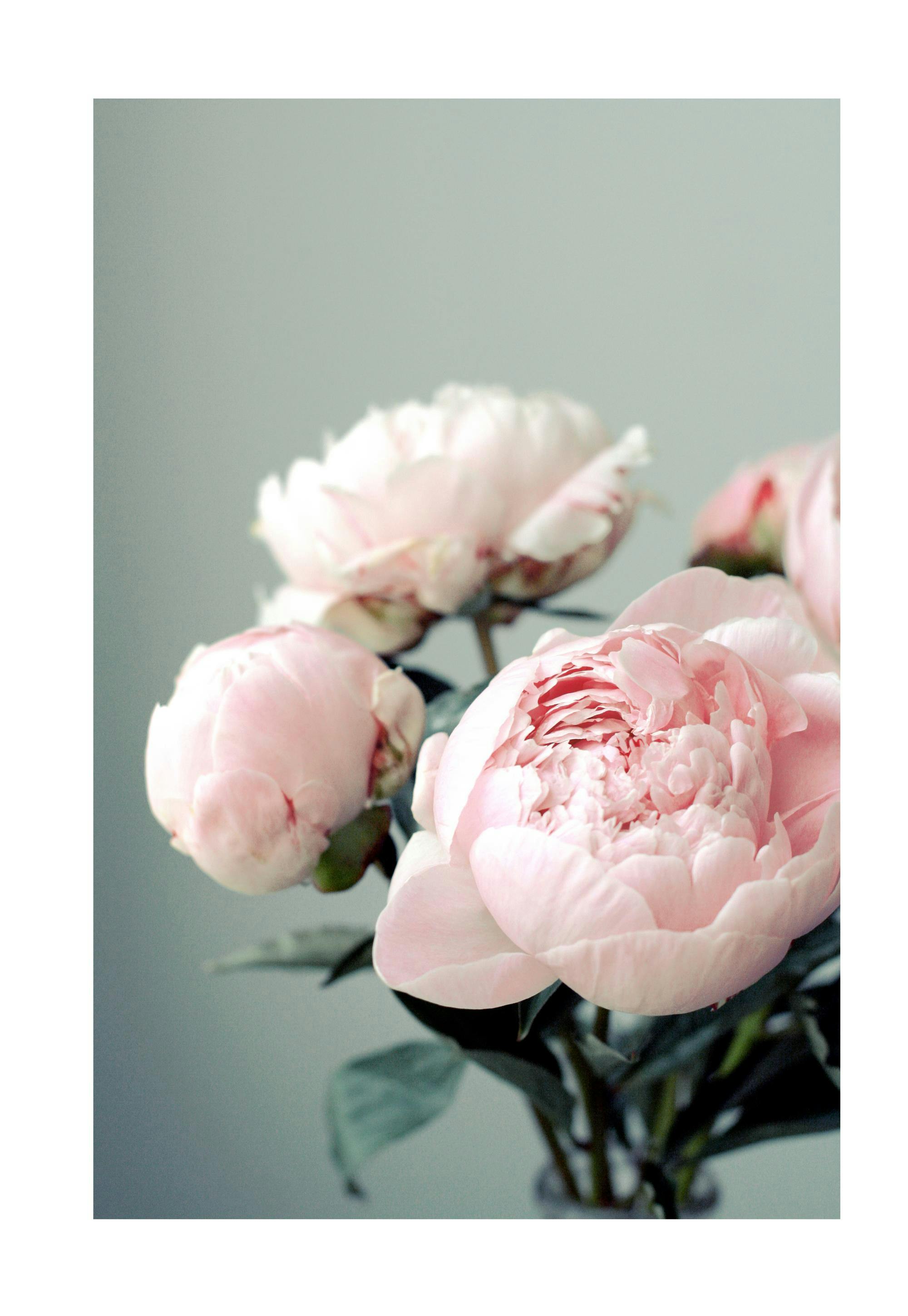 Pink Peonies Poster 0