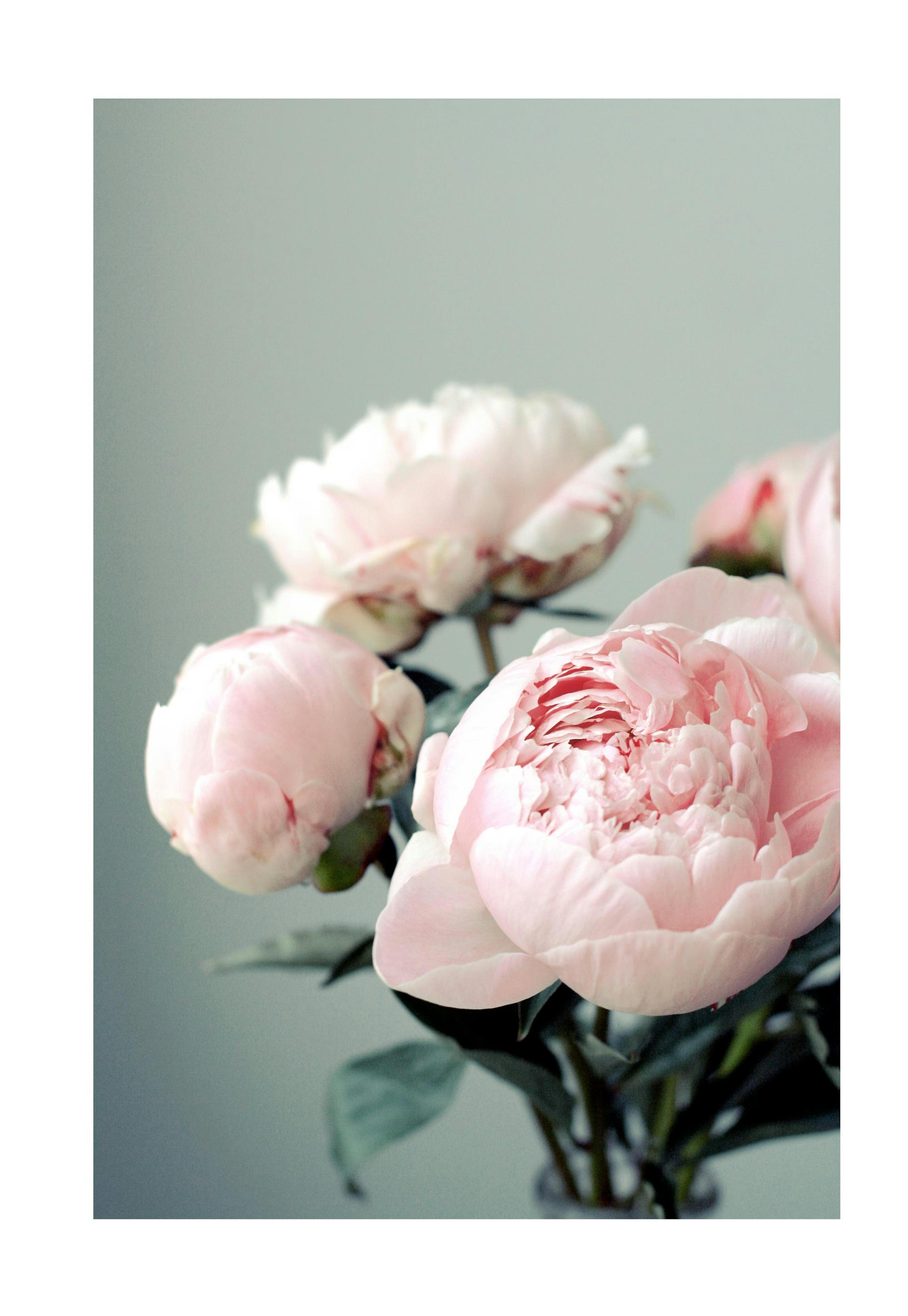 Pink Peonies Poster 0