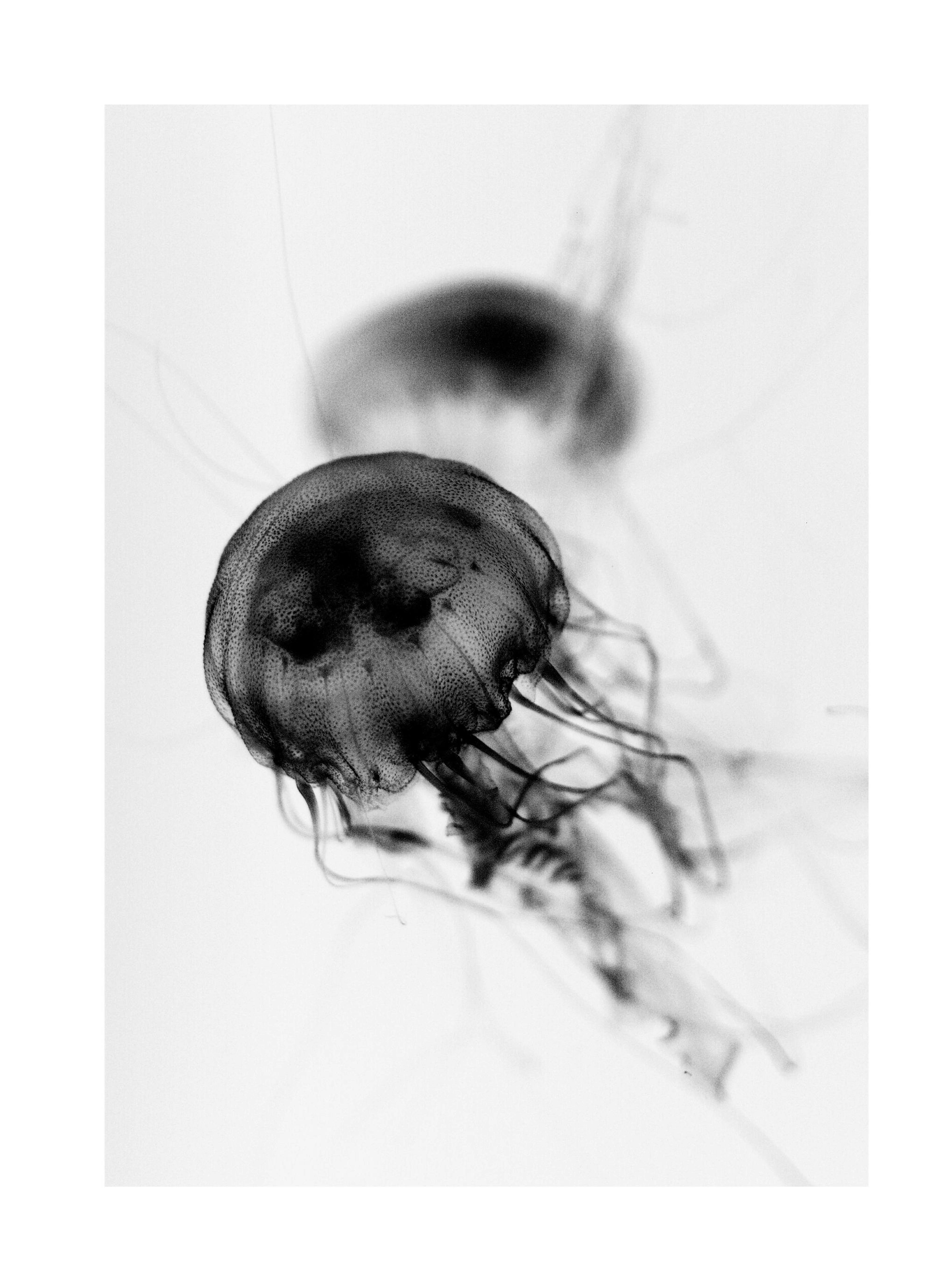 Floating Jelly Fish Poster thumbnail