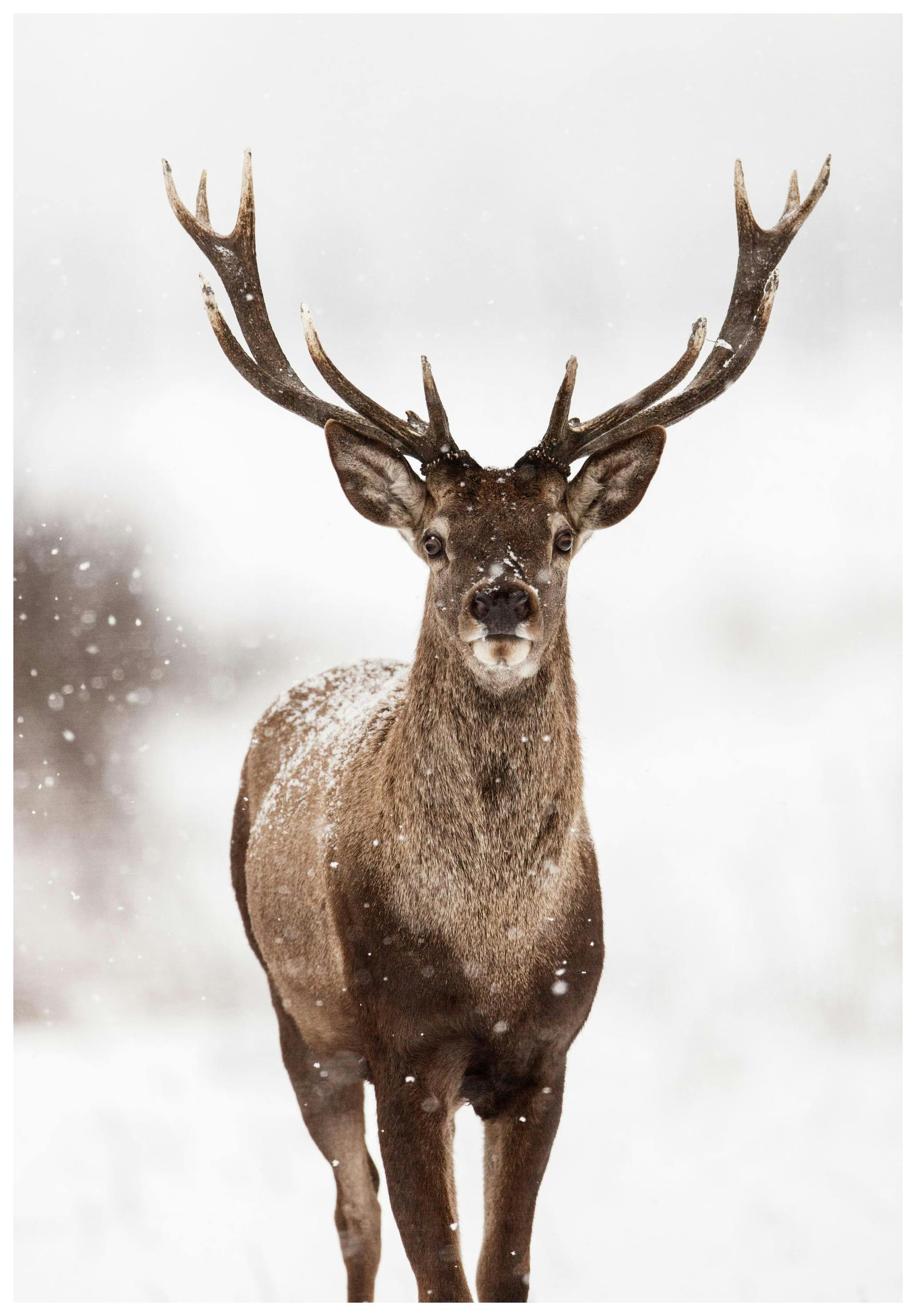 Hjort Poster (30x40 cm) - Poster Store