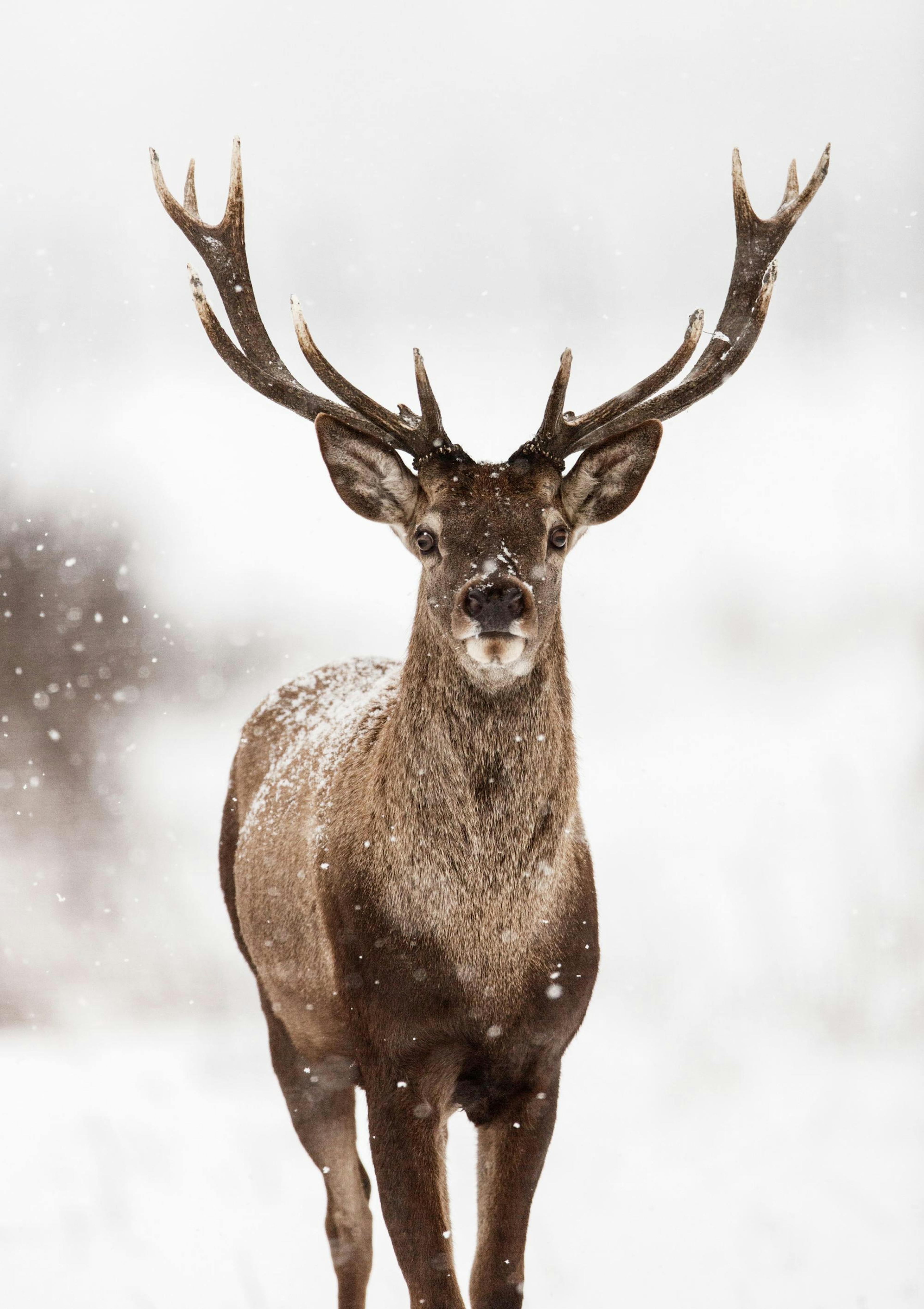 Red stag Plakat thumbnail