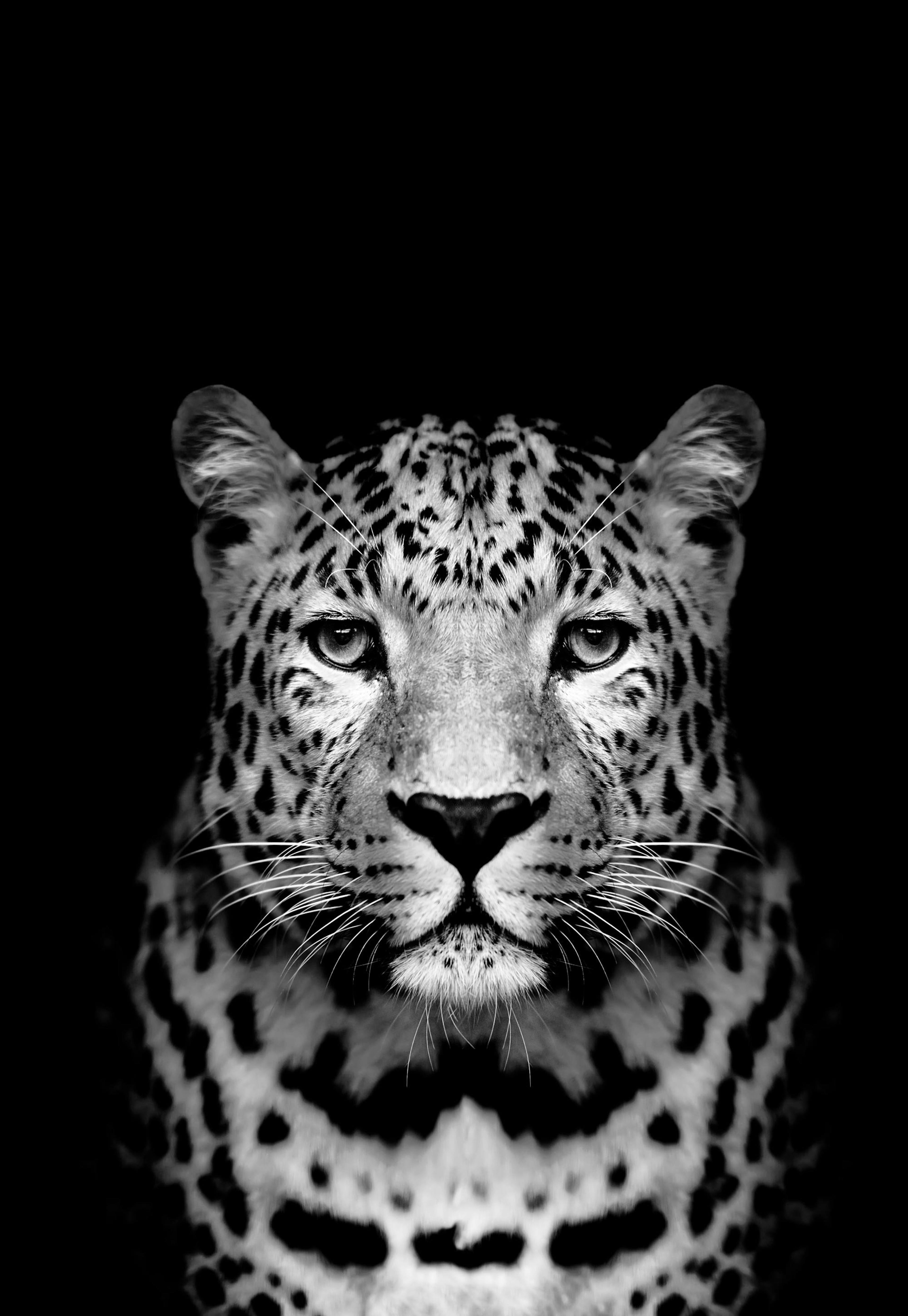 Leopard Black Poster 0