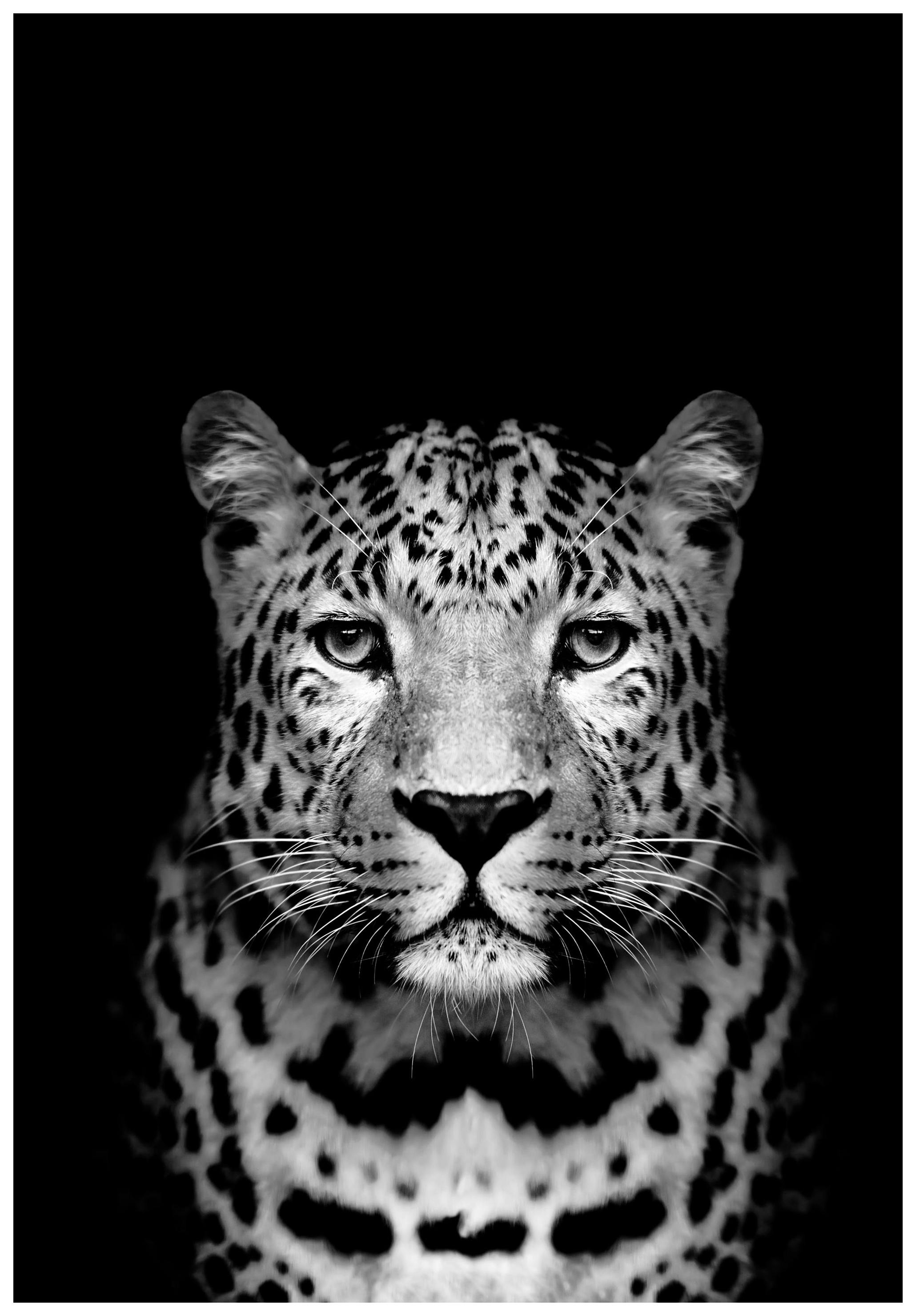 Leopard Black Poster (21x30 cm) - Poster Store