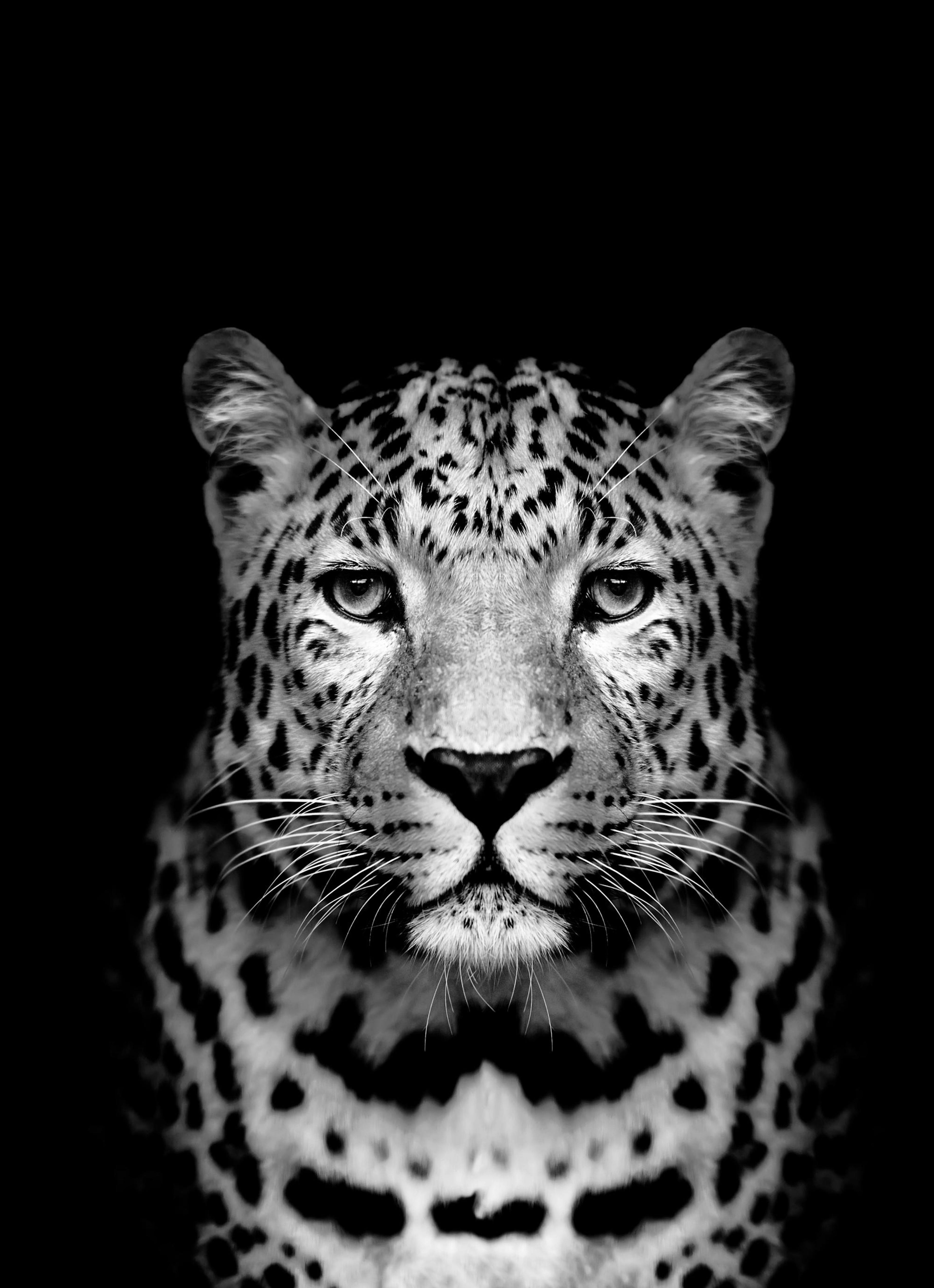 Leopard Black Poster thumbnail