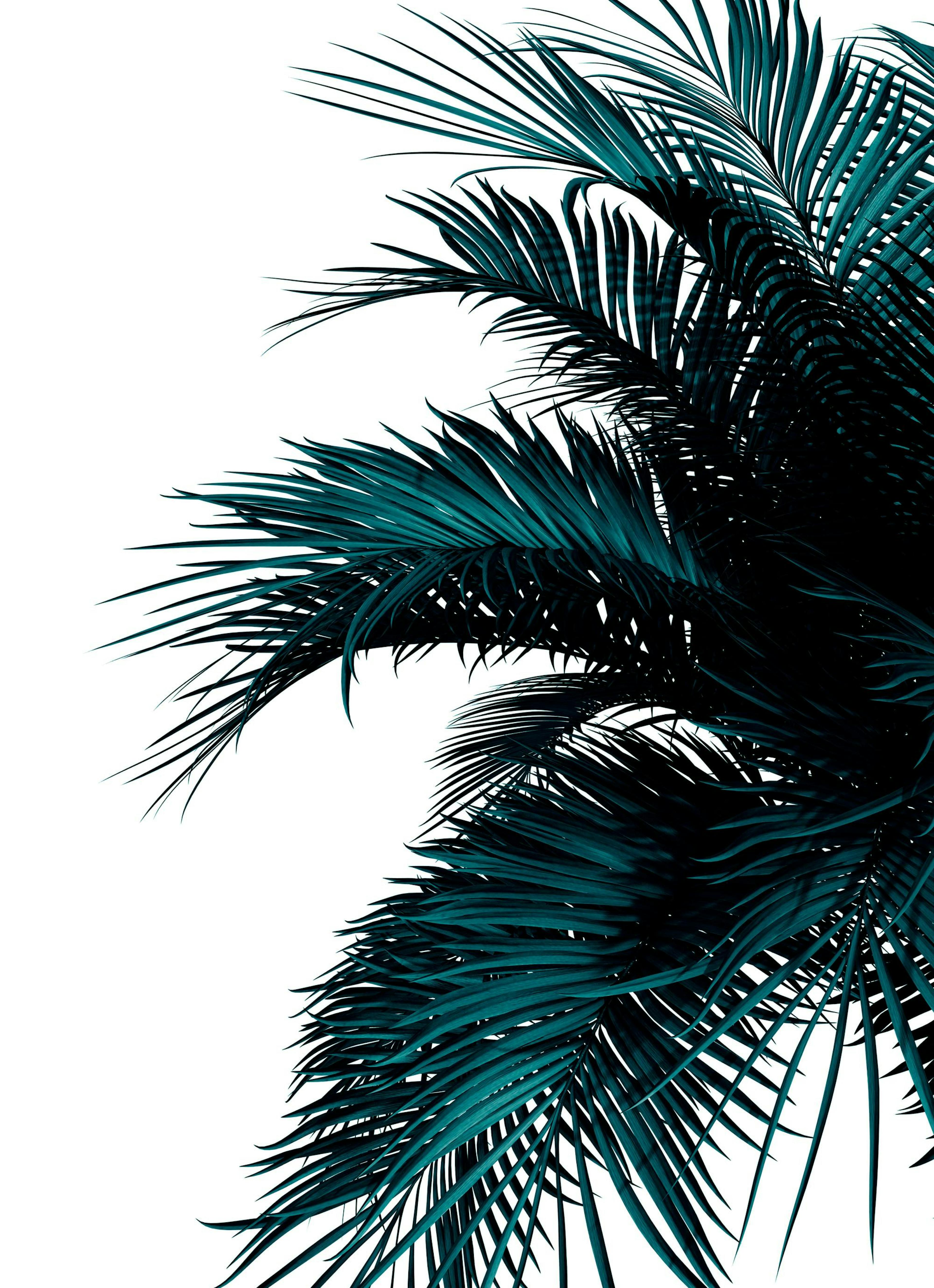 Green Palm Tree Poster thumbnail
