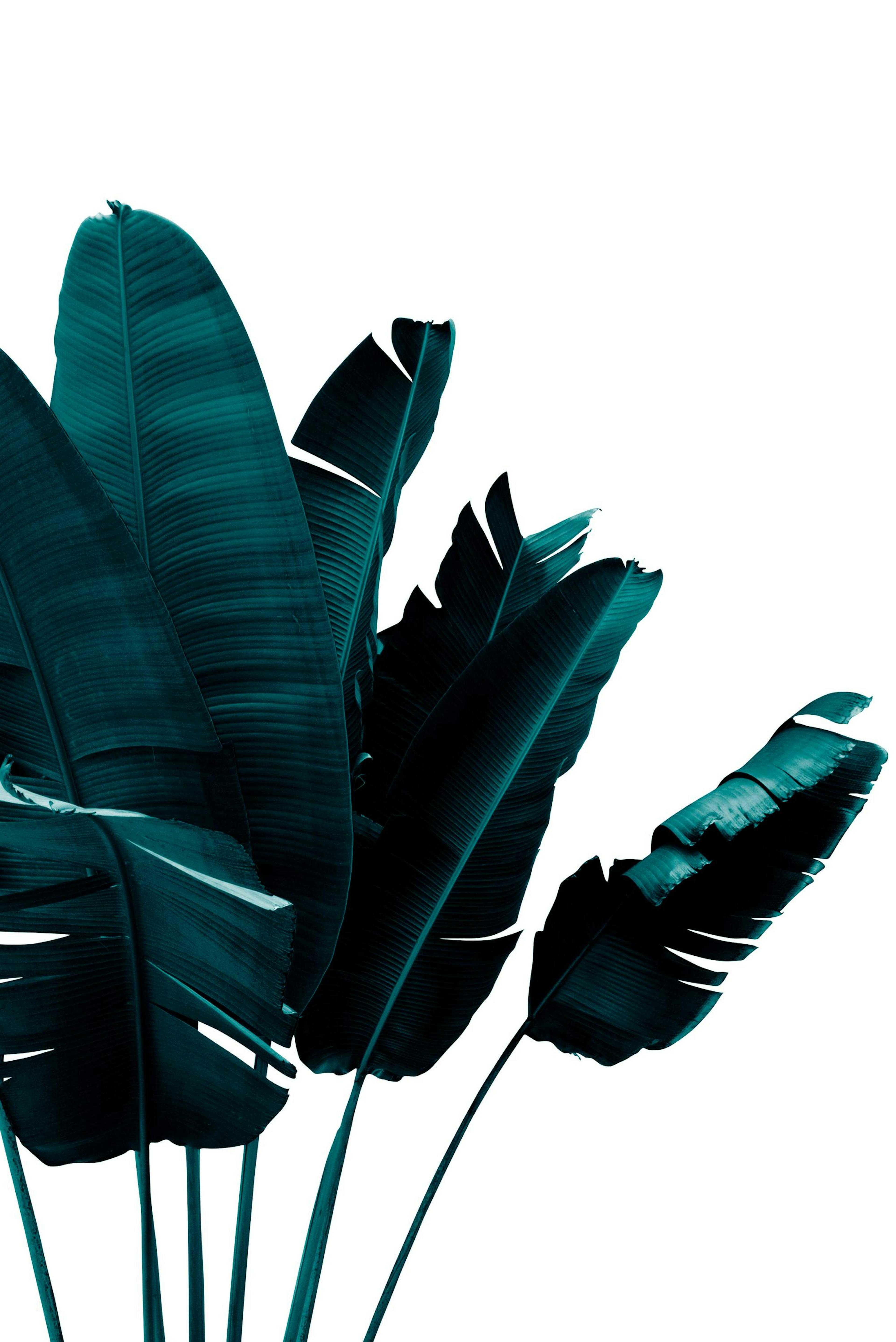 Green banana leaves Poster thumbnail