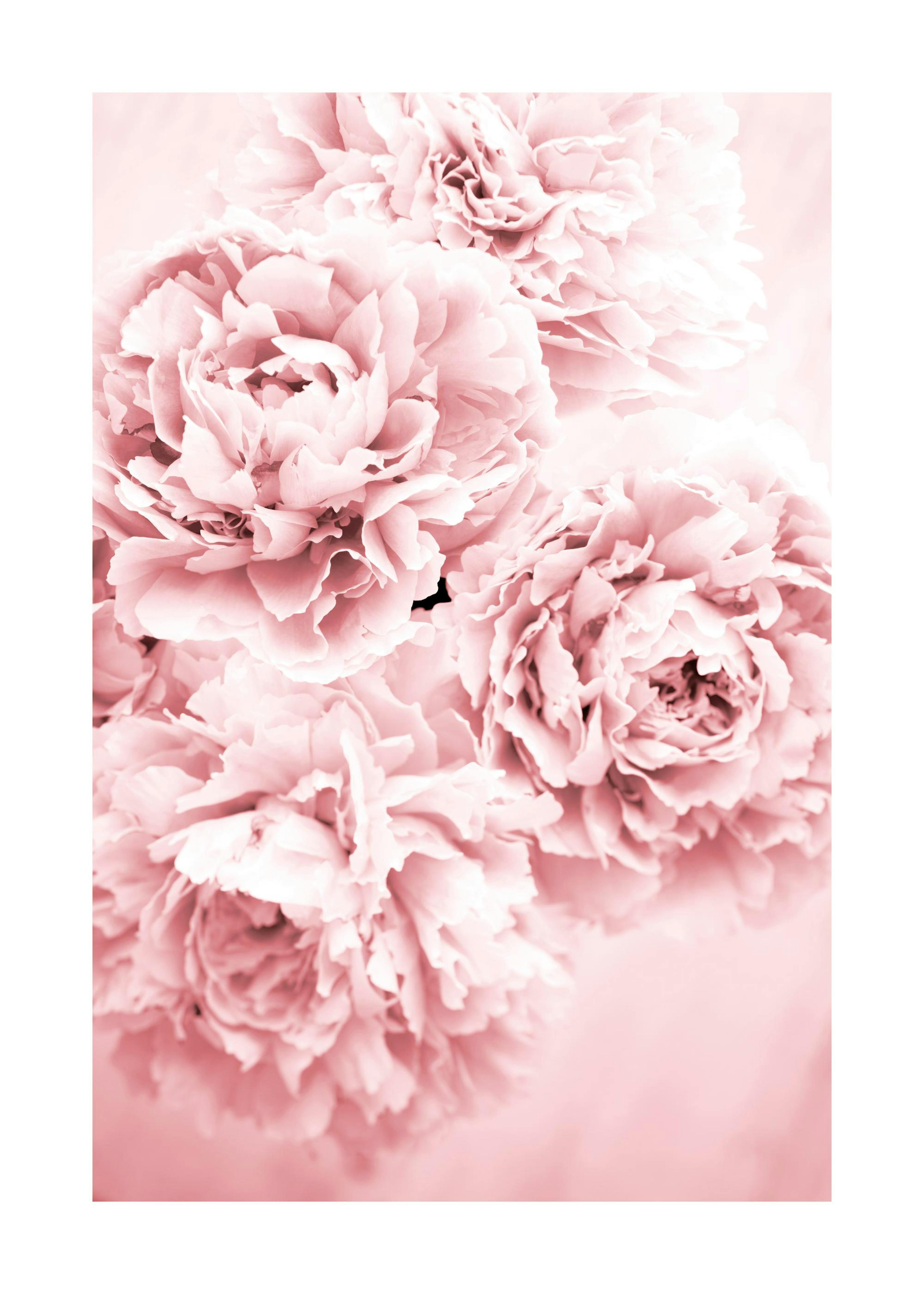 Pink Flower Dream Poster 0