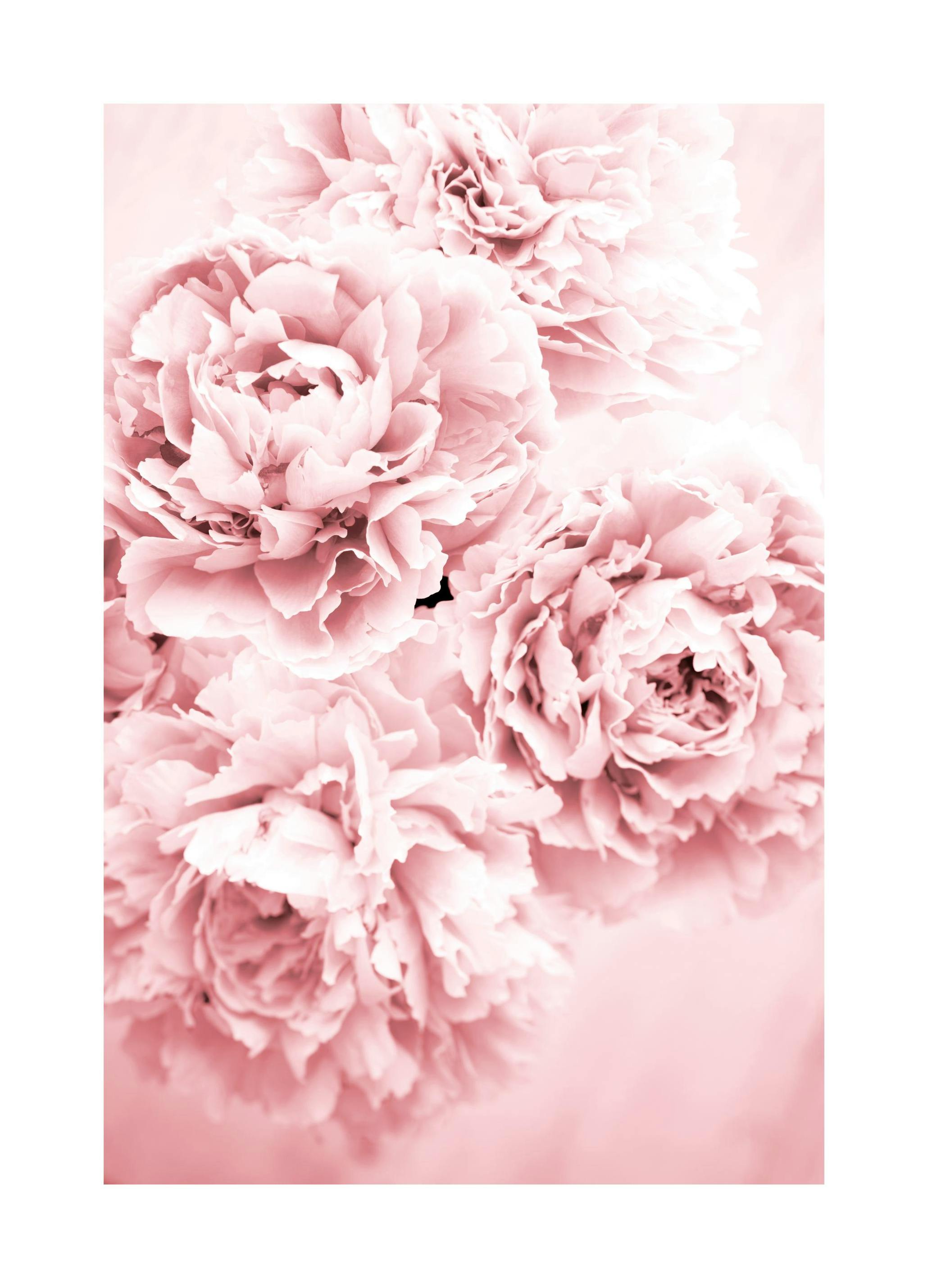 Plakat Pink Flower Dream (21x30 cm) - Poster Store