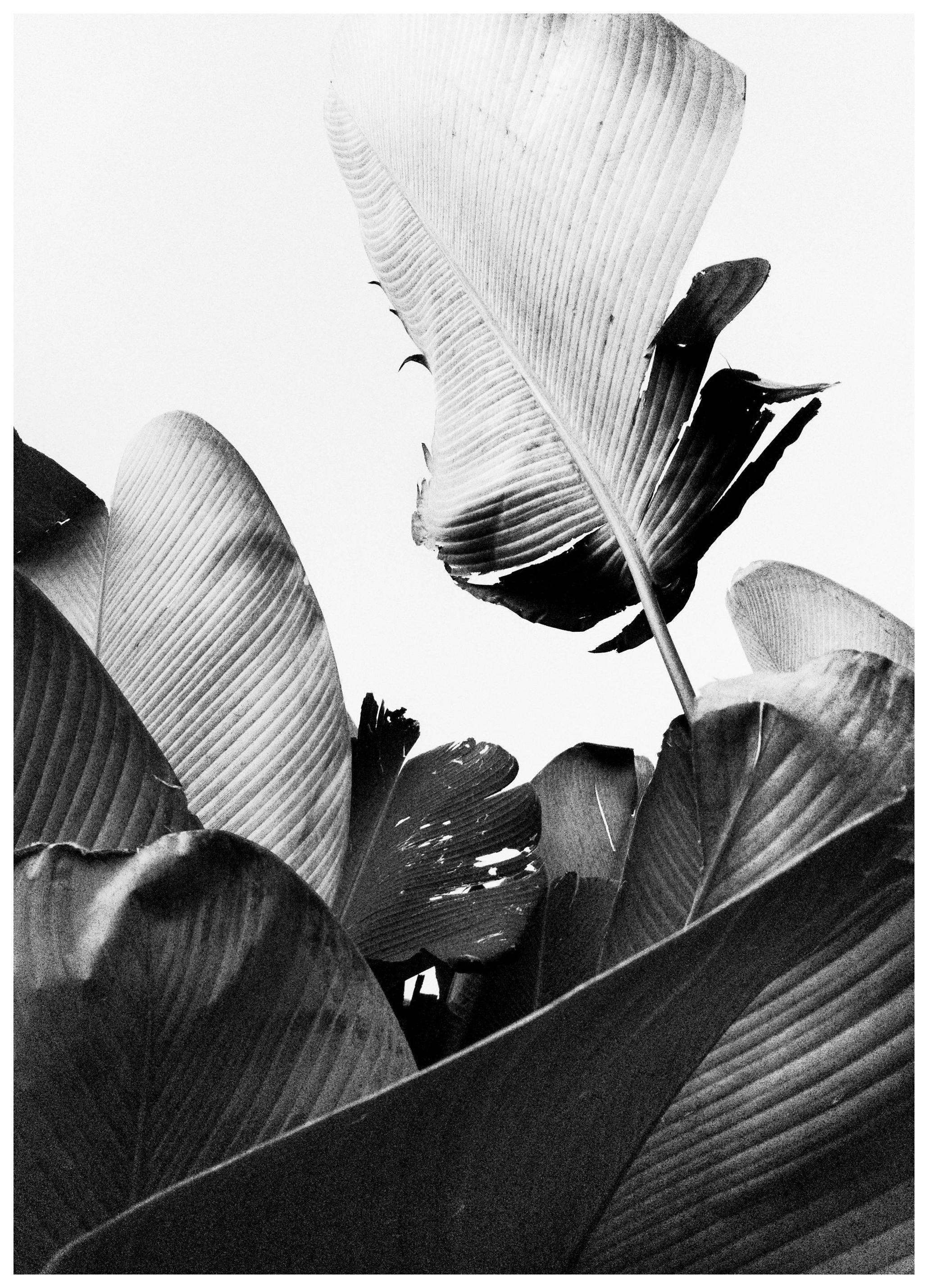 Banana leaves Poster (30x40 cm) - Poster Store