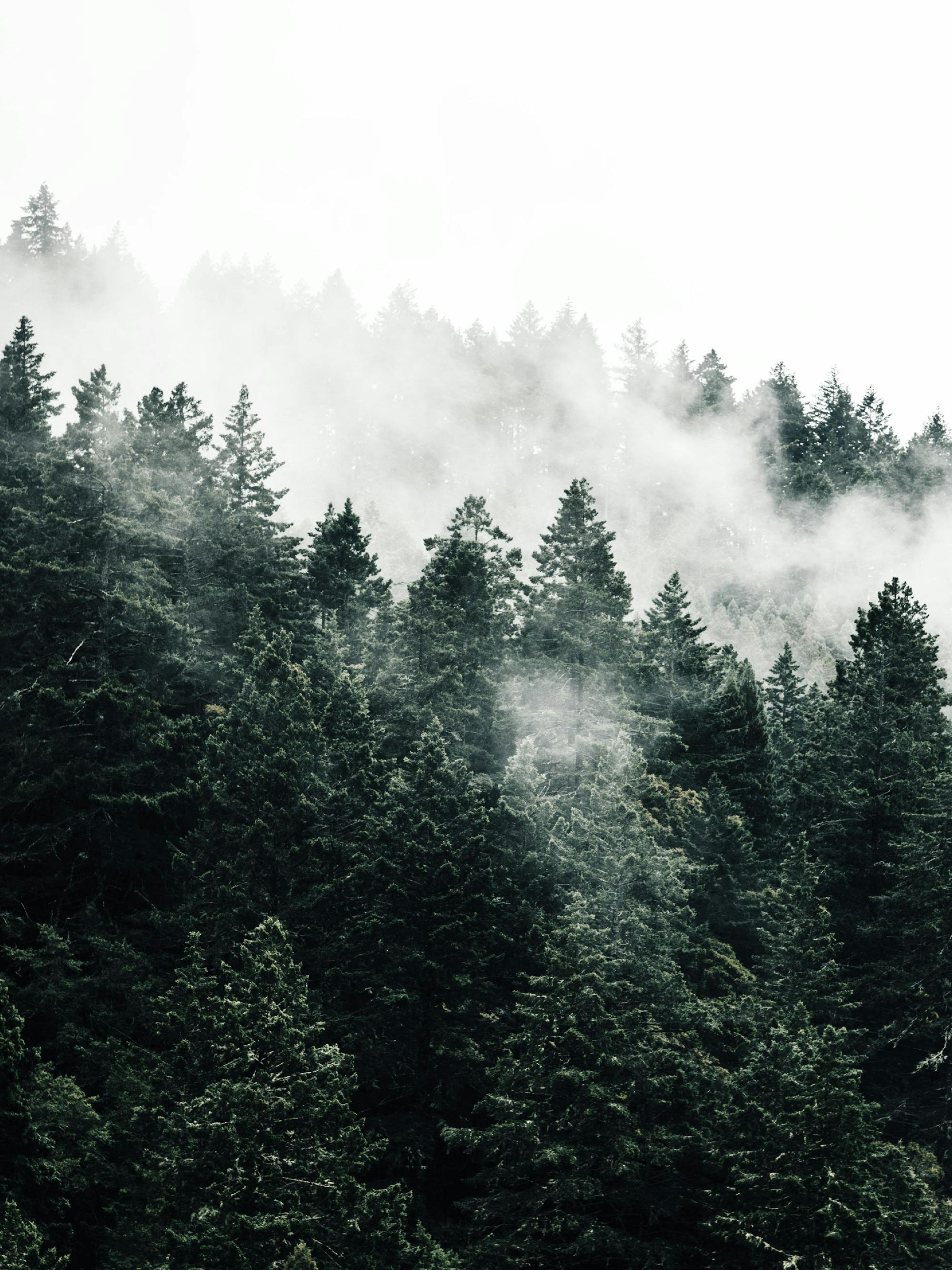 Misty Forest Poster thumbnail