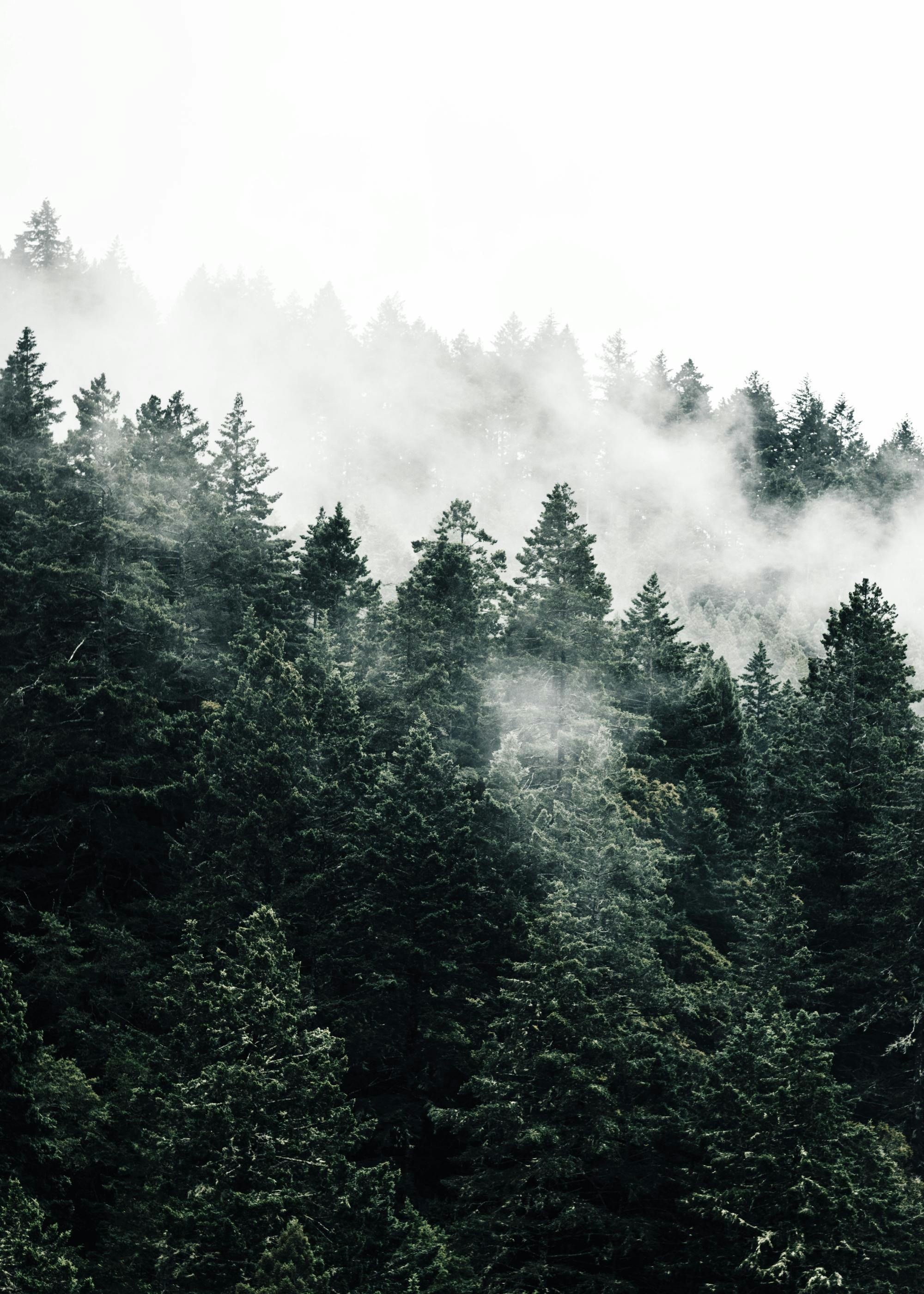 Misty Forest Poster 0