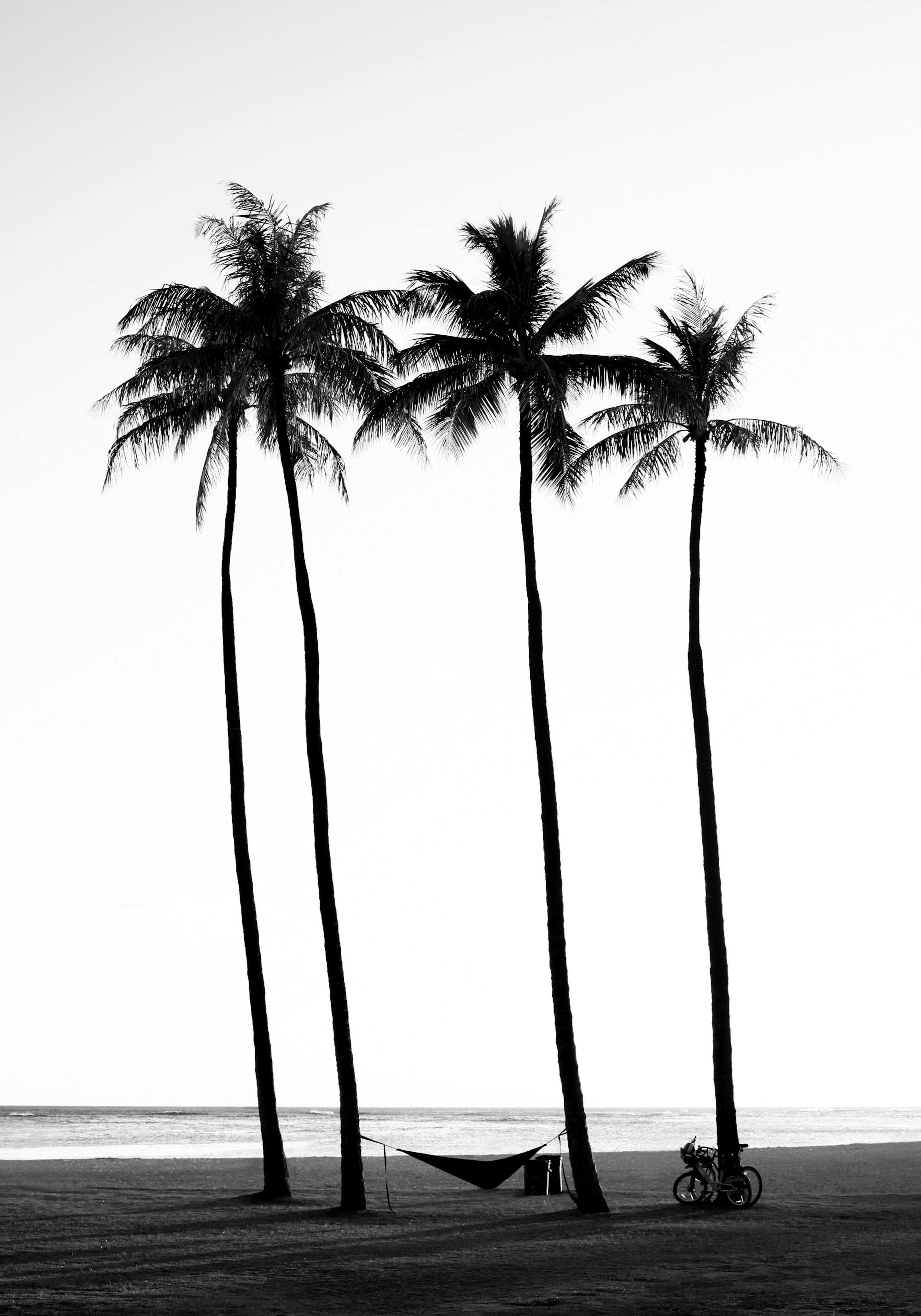 Beach Palm Trees Poster thumbnail