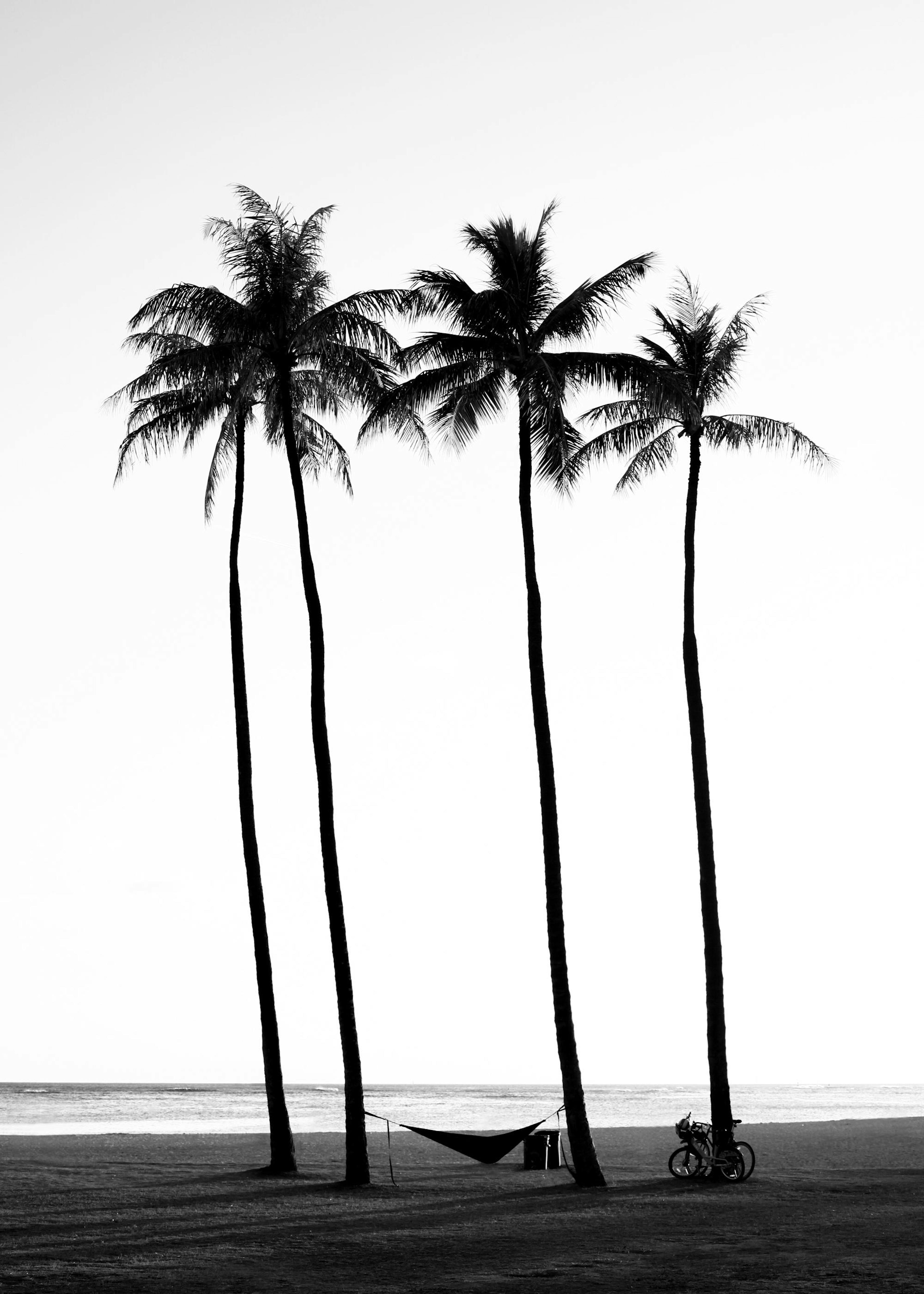 Beach Palm Trees Poster 0