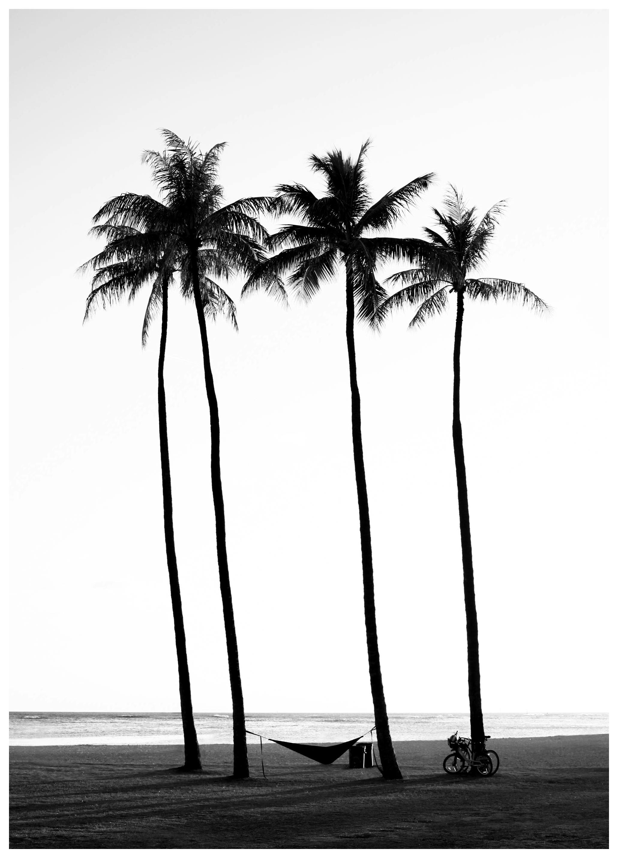 Beach Palm Trees Poster (40x50 cm) - Poster Store