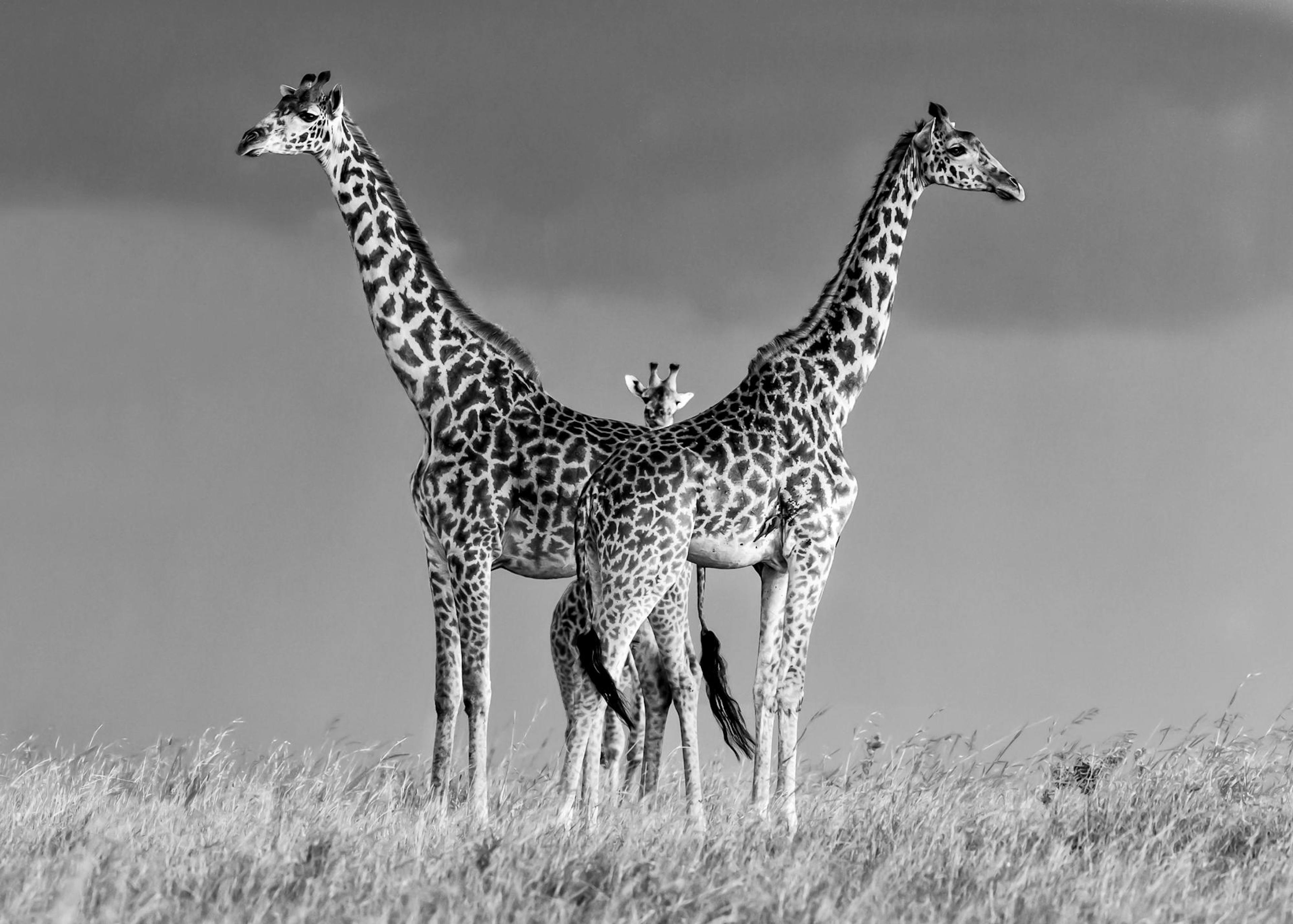 Famille de Girafes Poster thumbnail
