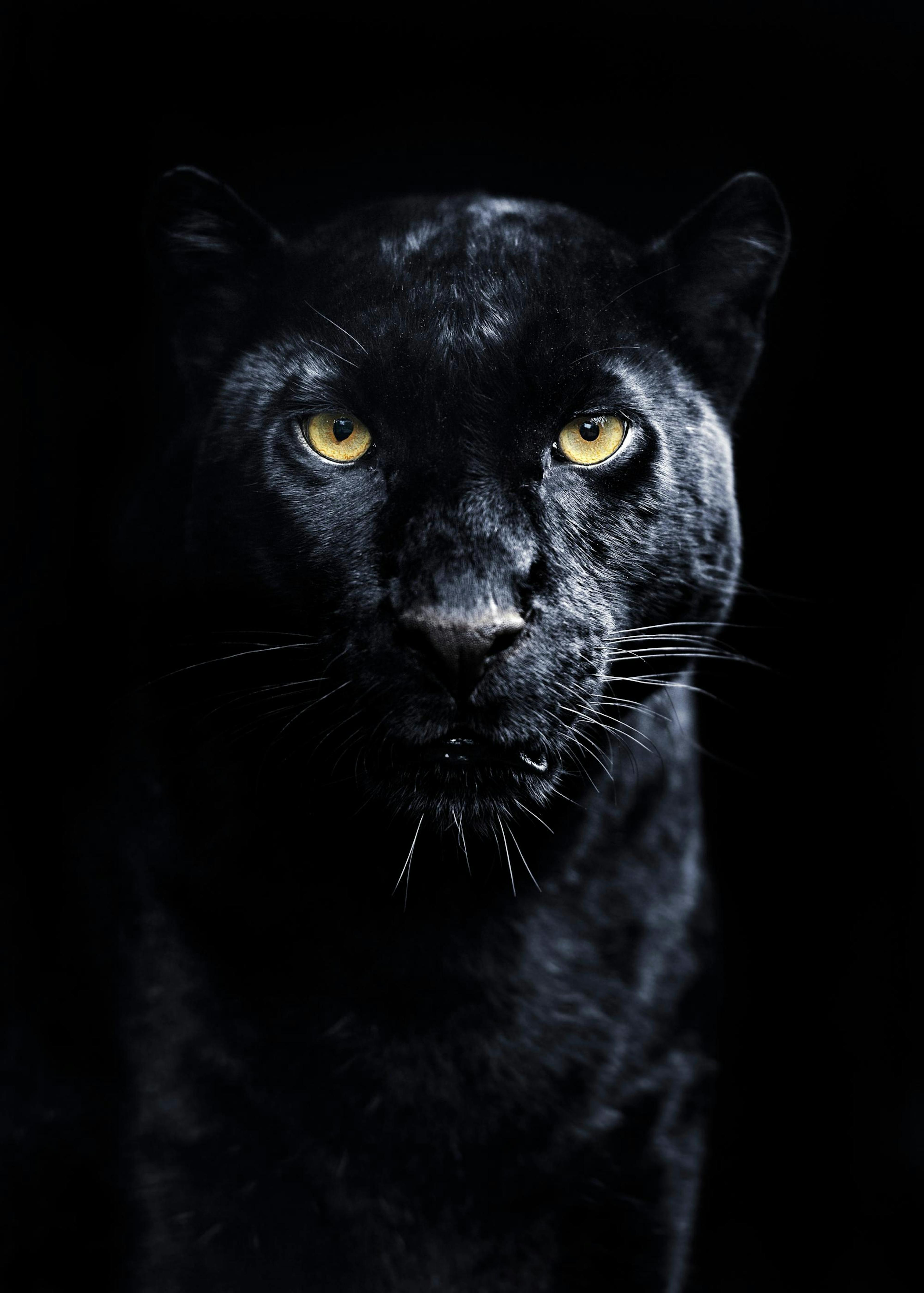 Panther Poster 0