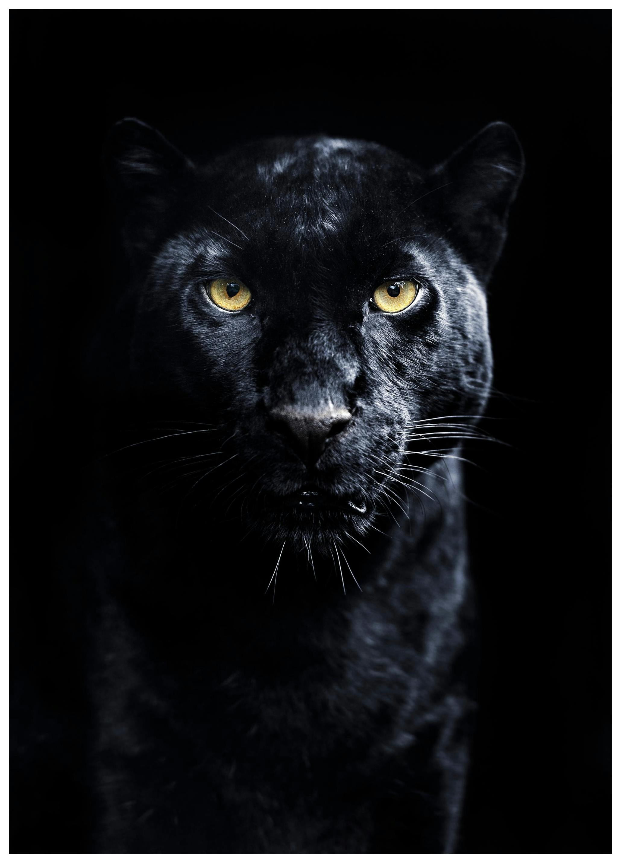 Panther Affiche (21x30 cm) - Poster Store