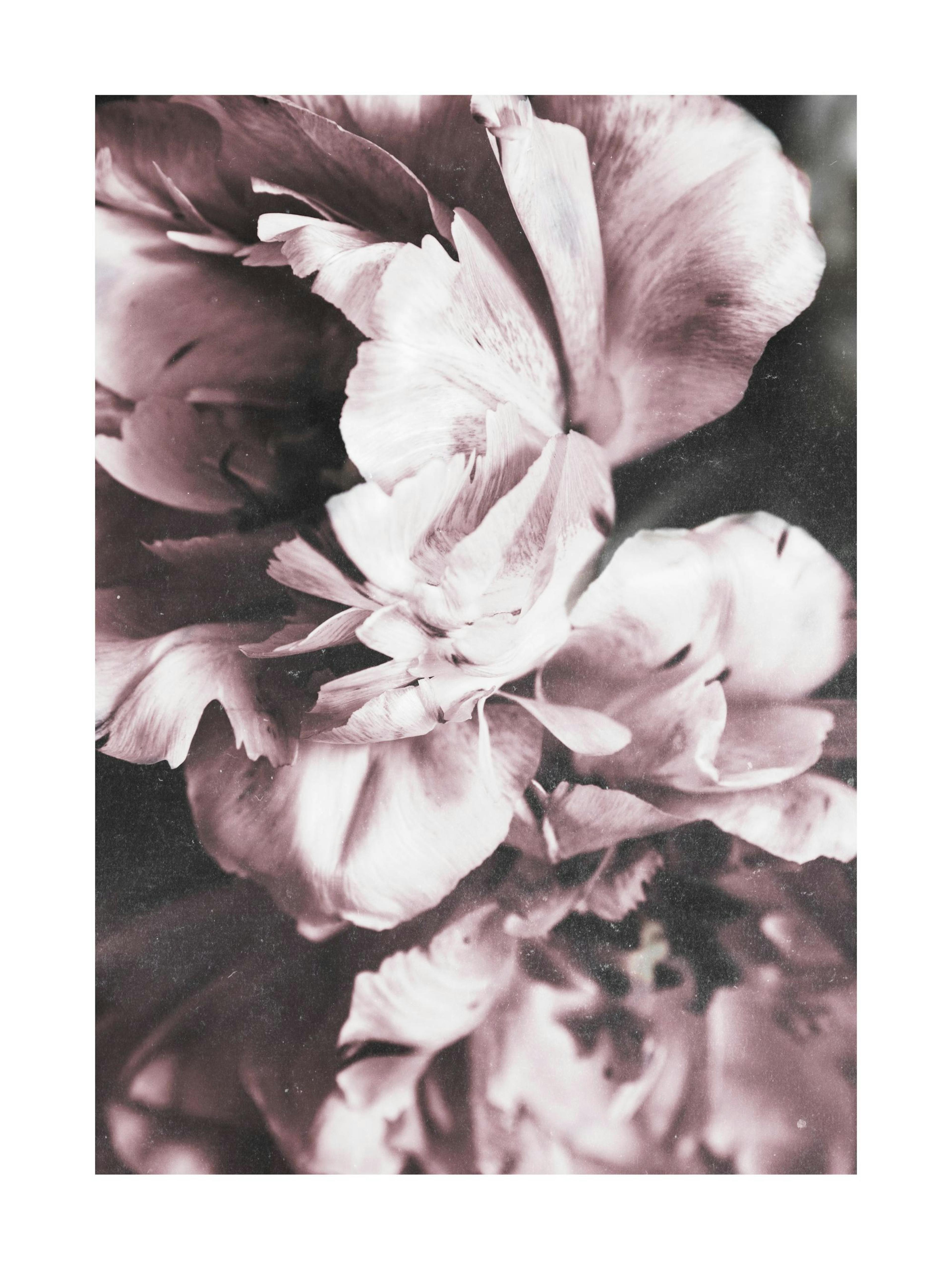 Tulip Dream Poster thumbnail