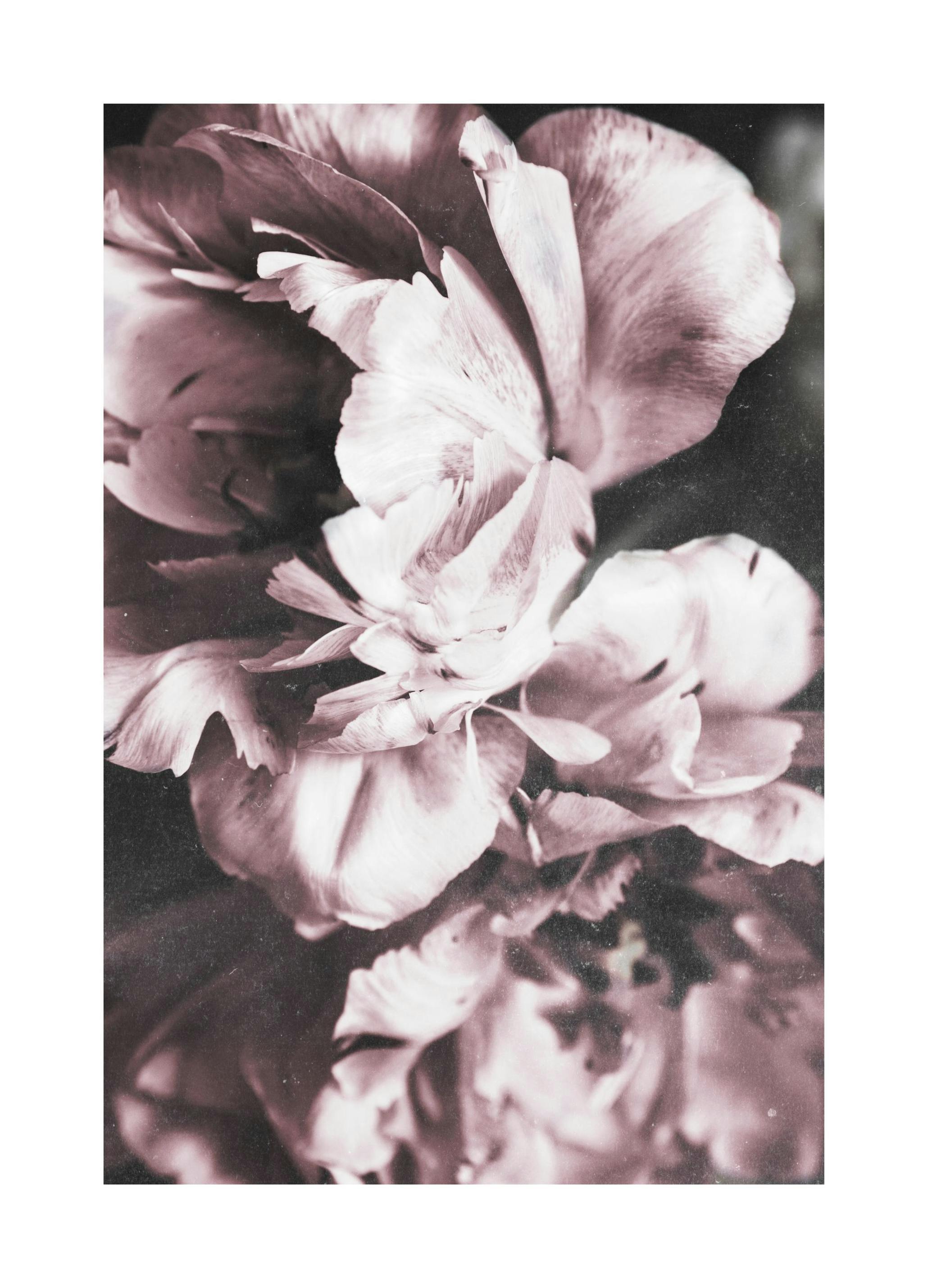 Prints Tulip Dream Poster (30x40 cm) - Poster Store