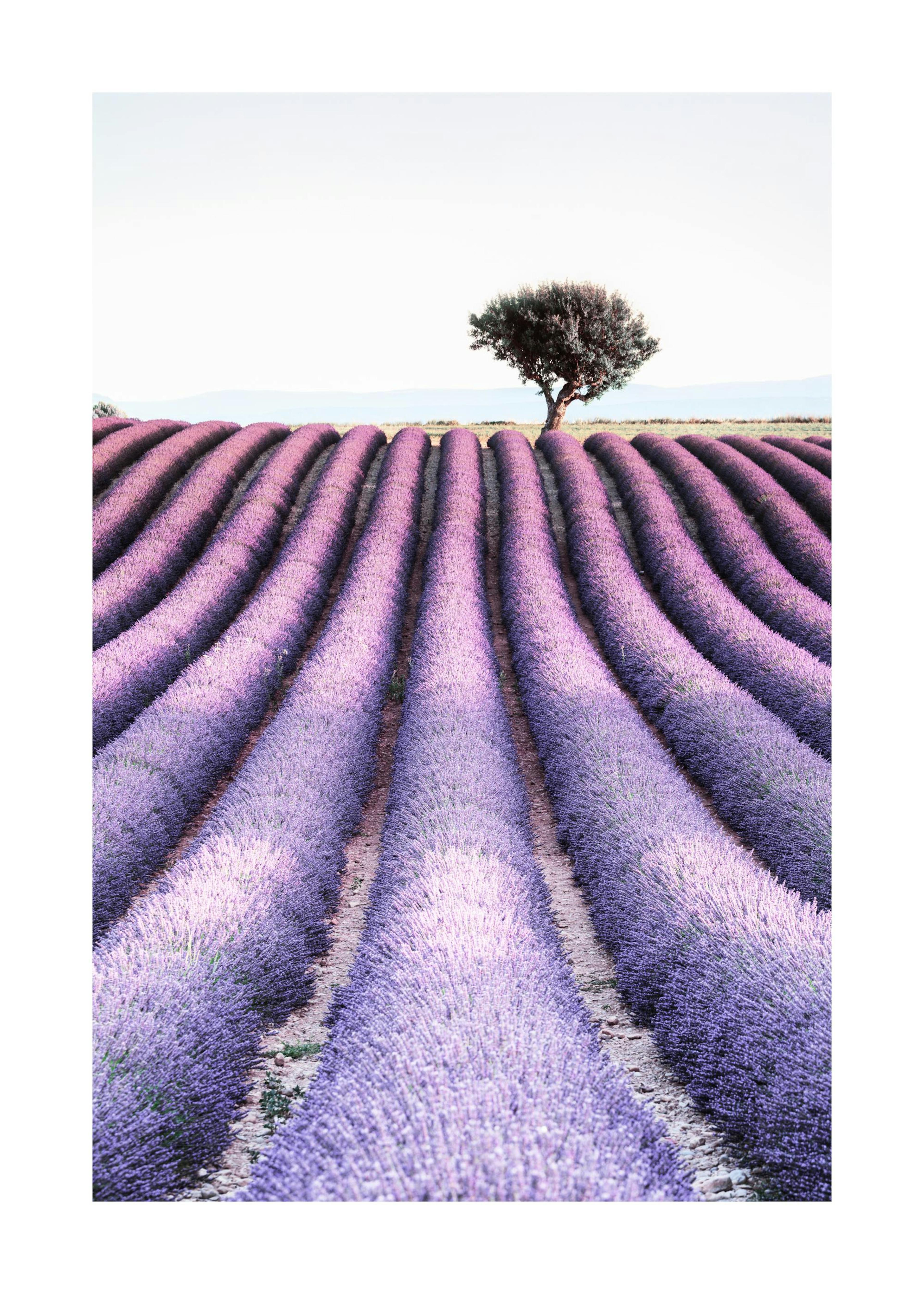 Lavender field tree Poster 0