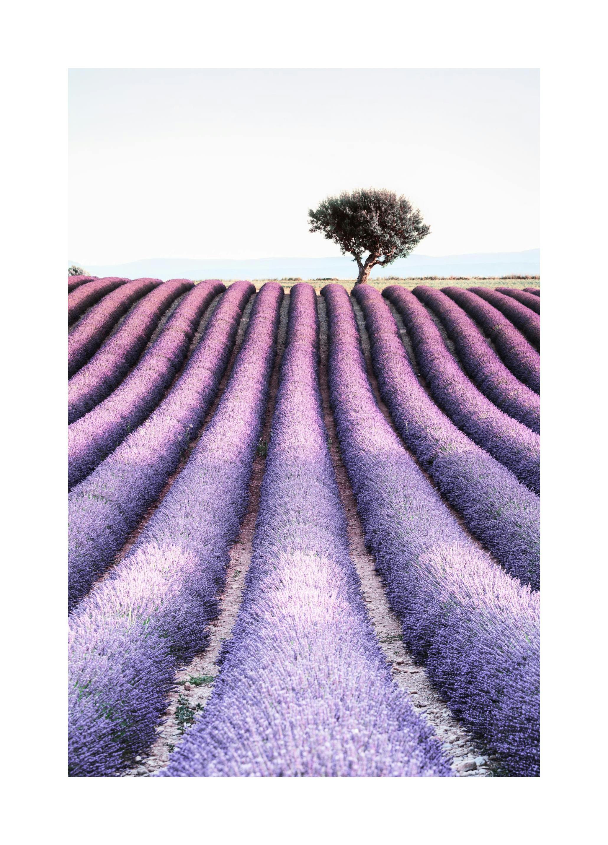 Lavender field tree Poster (30x40 cm) - Poster Store