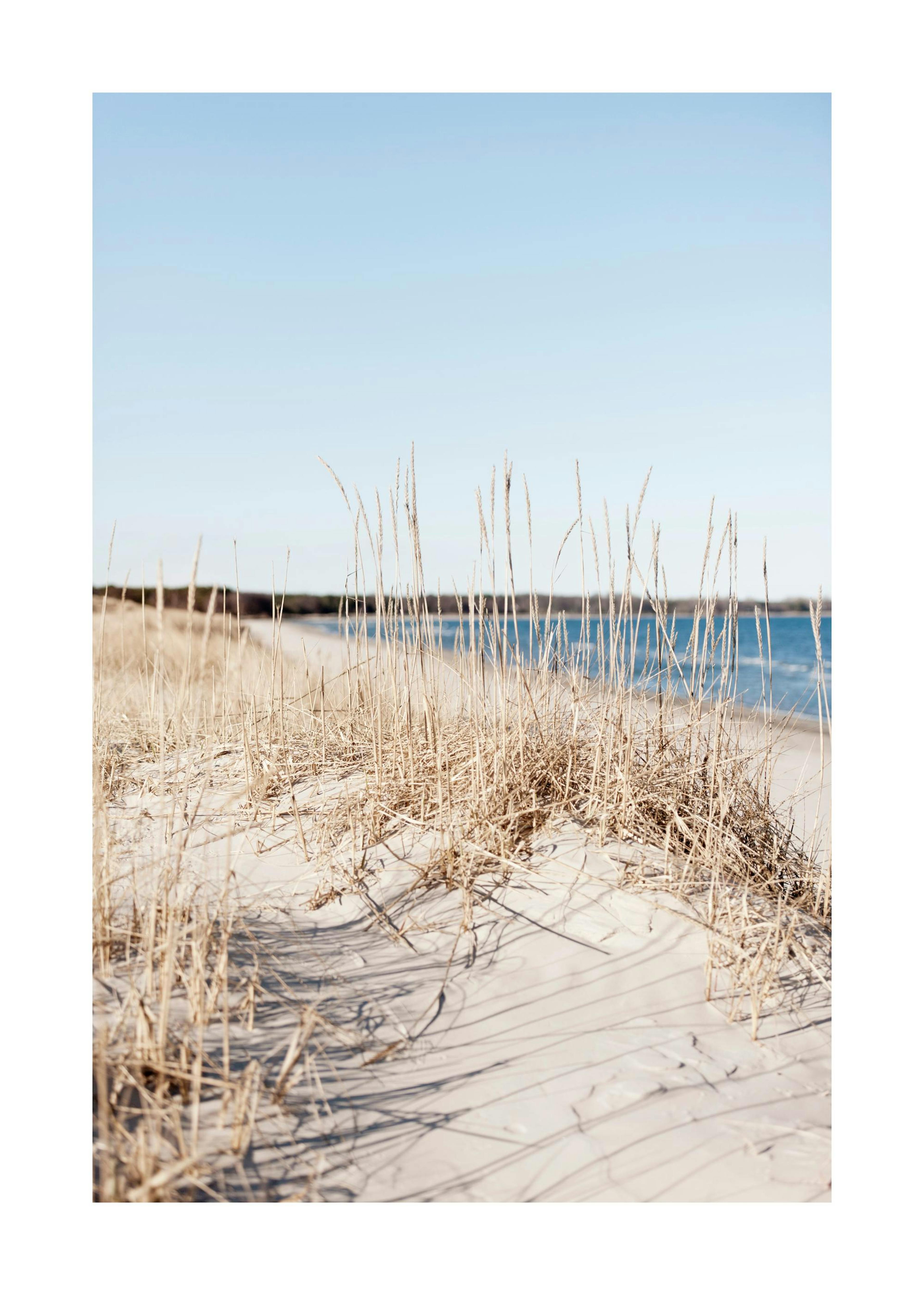 Grass by Sea Poster 0
