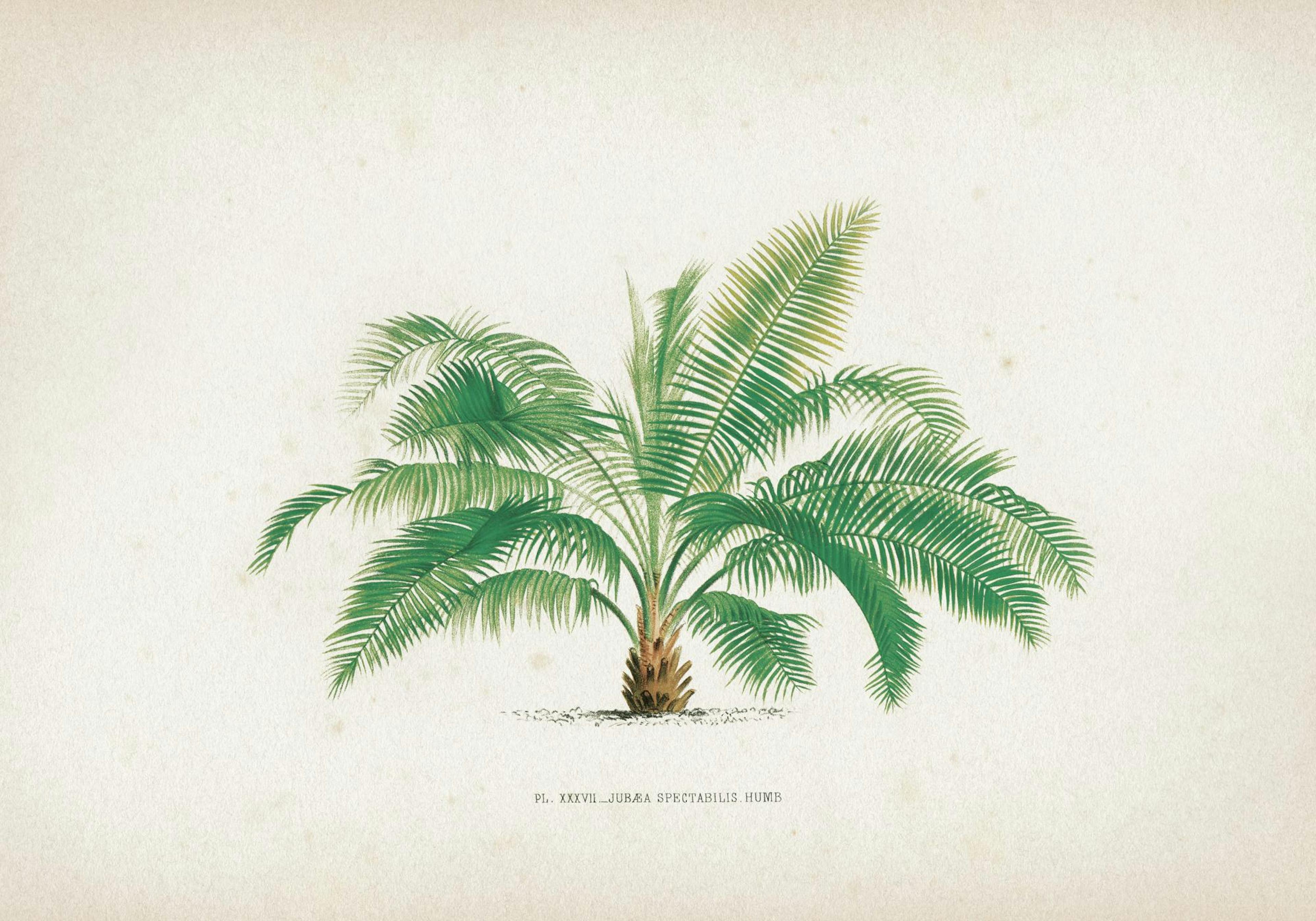 Vintage Print Collection No3 Poster thumbnail