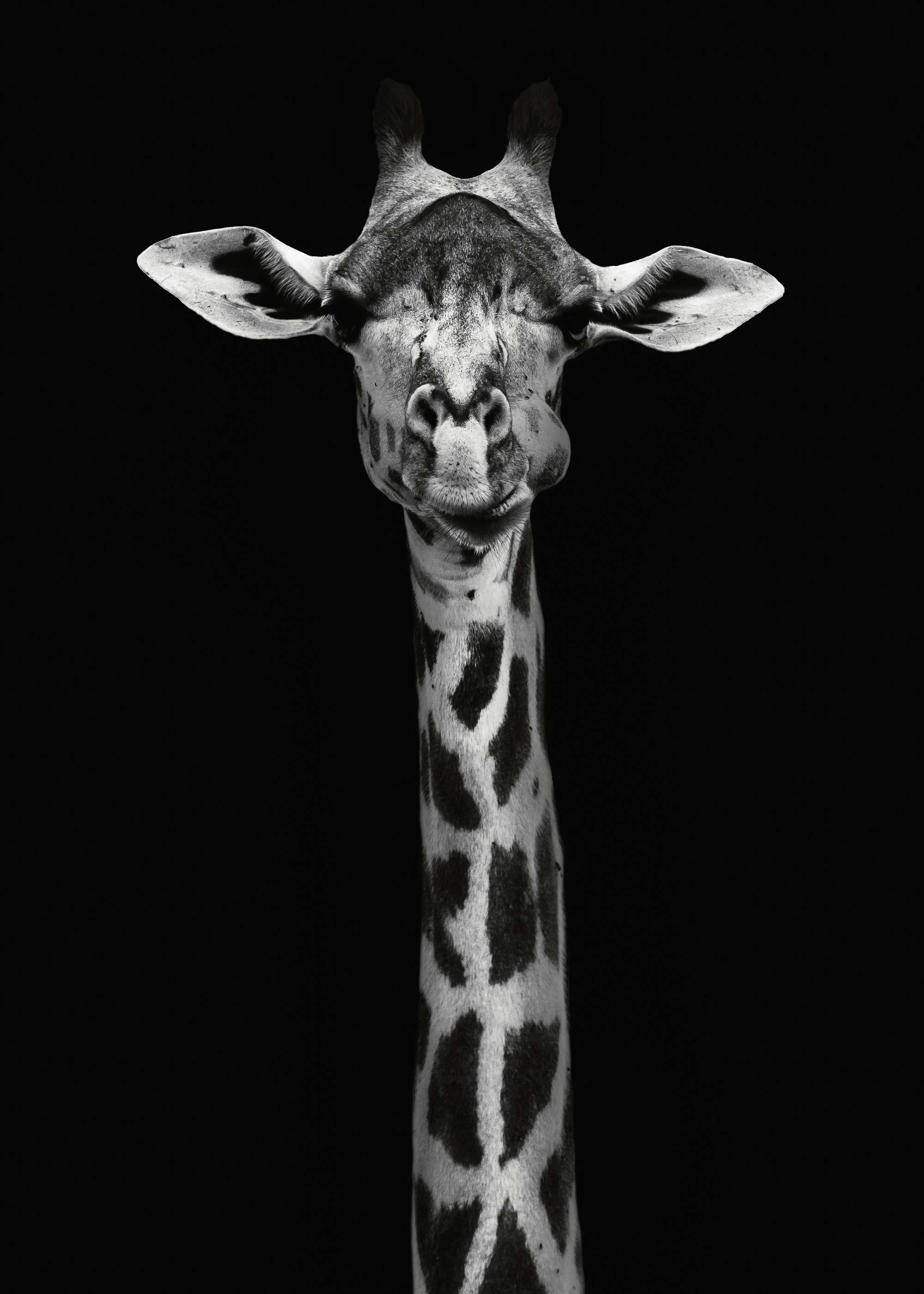 Curious Giraffe Poster 0