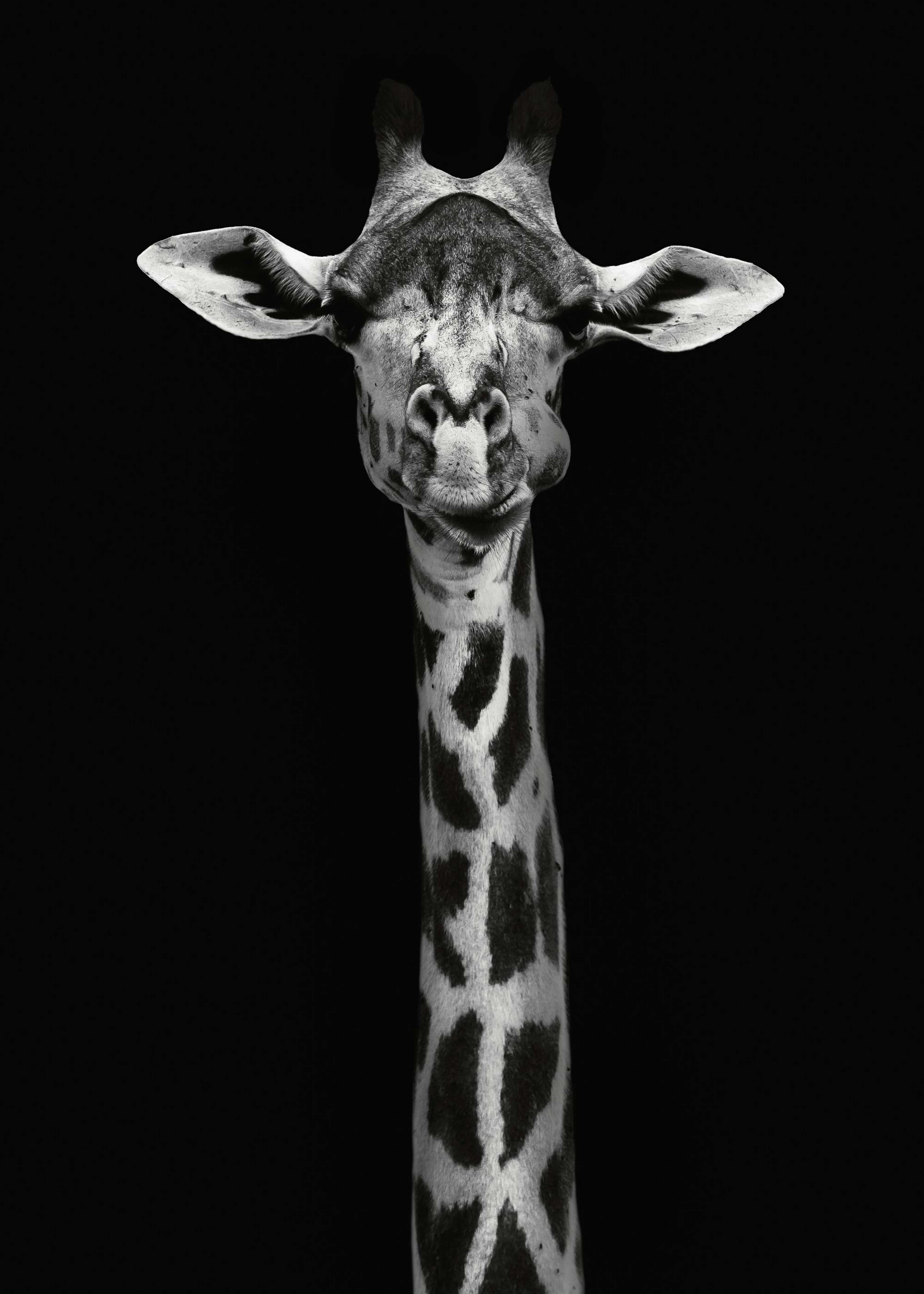 Curious Giraffe Poster 0