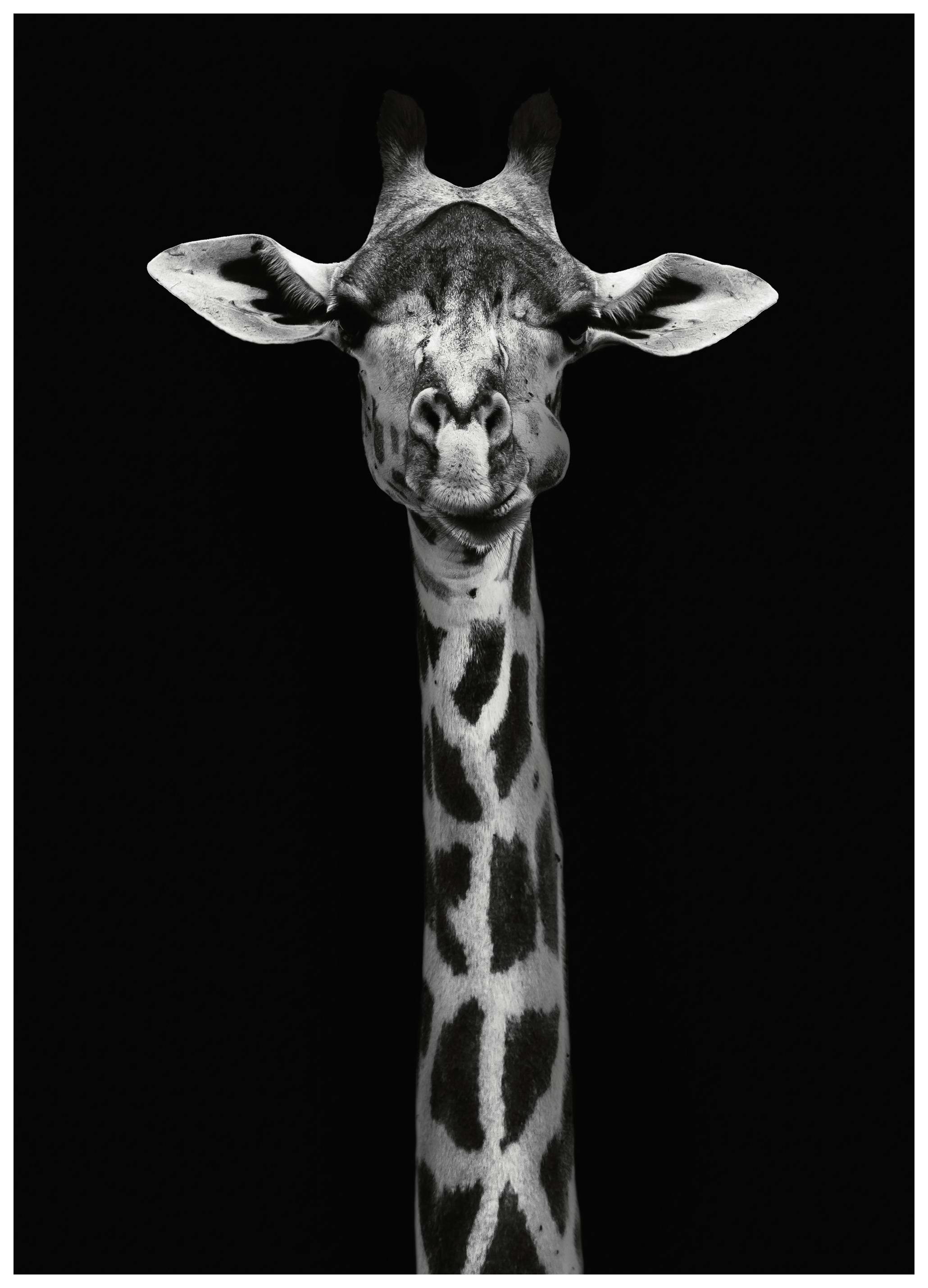 Curious Giraffe Poster (30x40 cm) - Poster Store