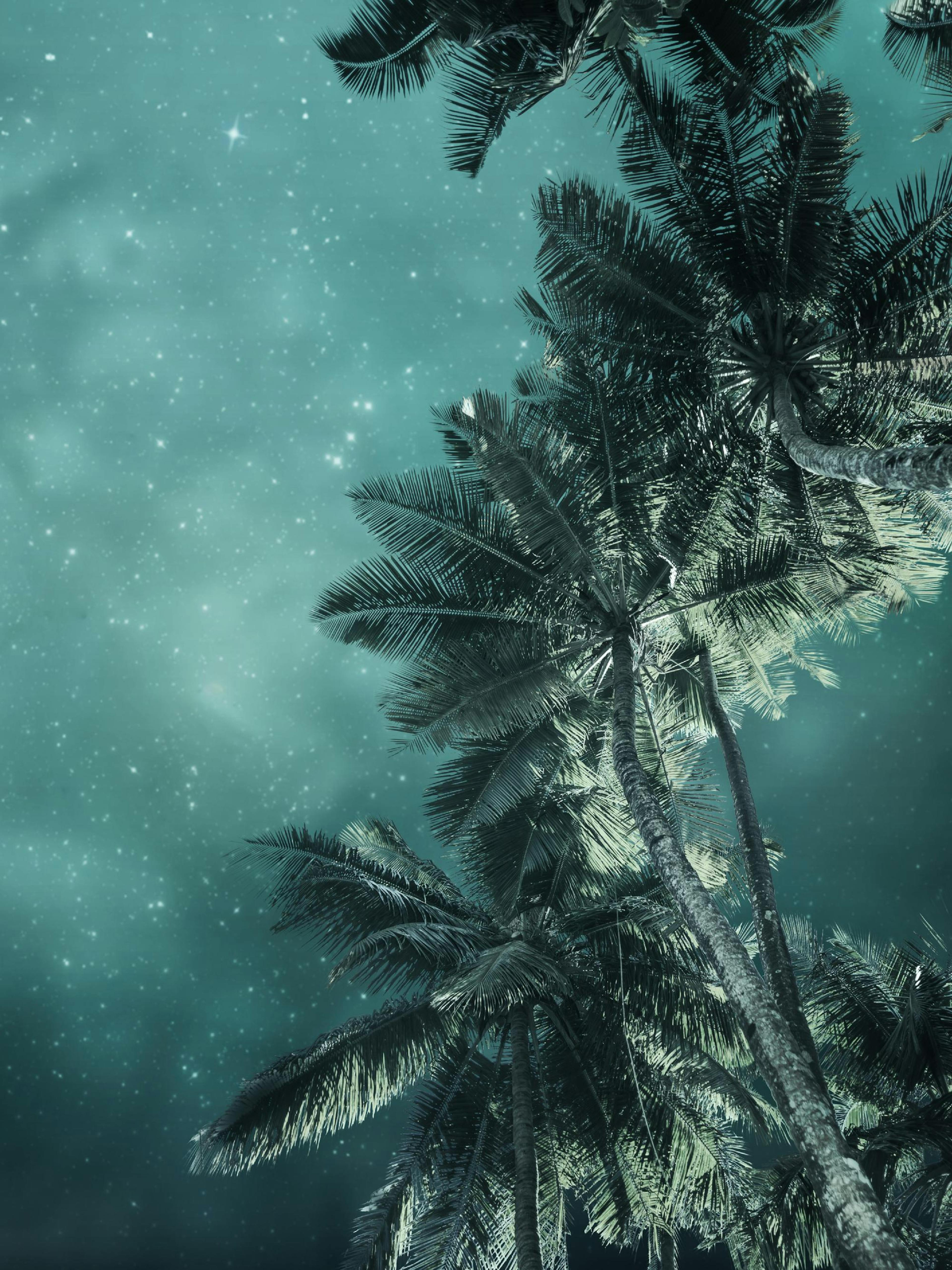 Palm Trees Under Stars Poster thumbnail