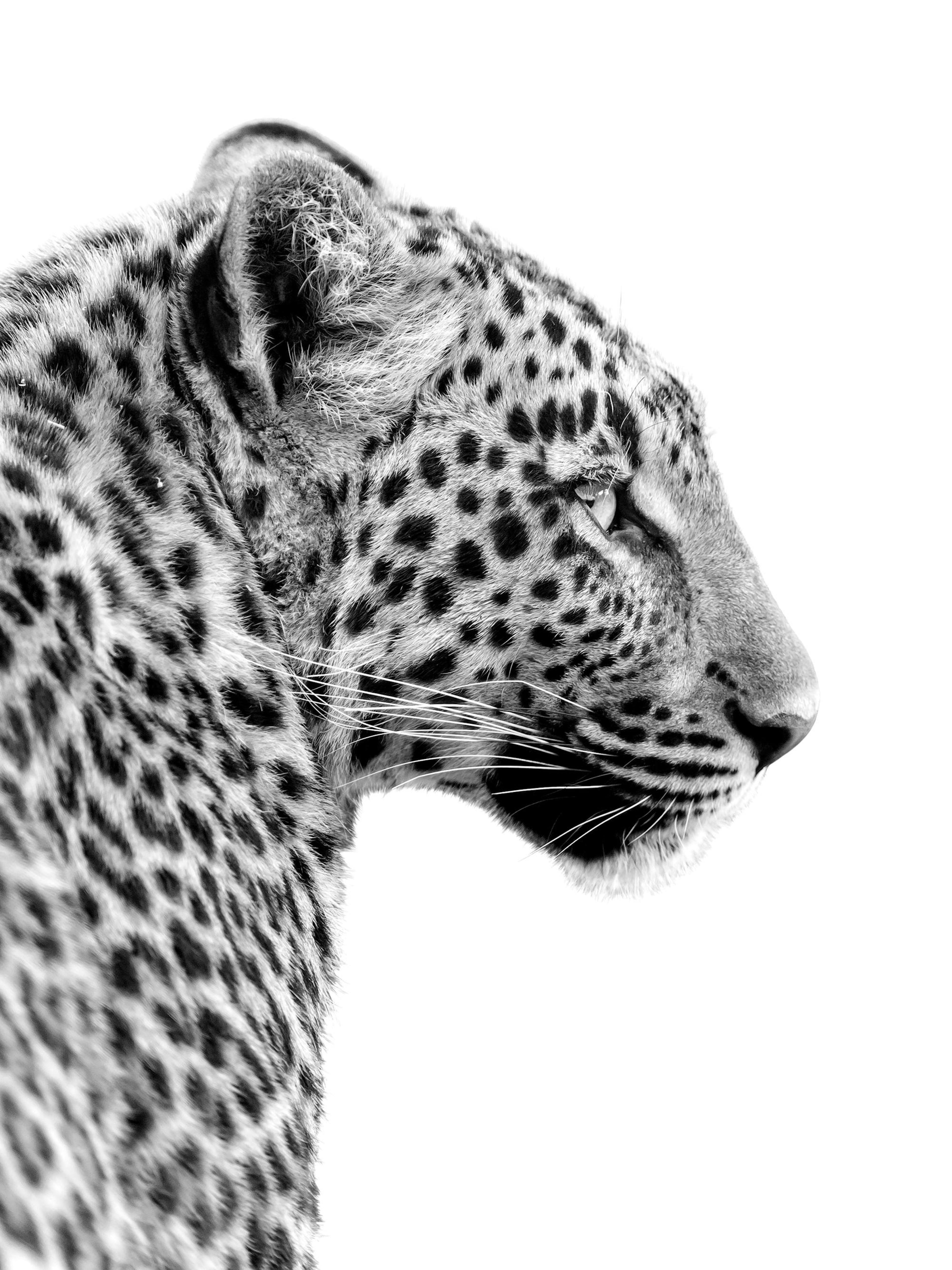 Leopard Poster thumbnail