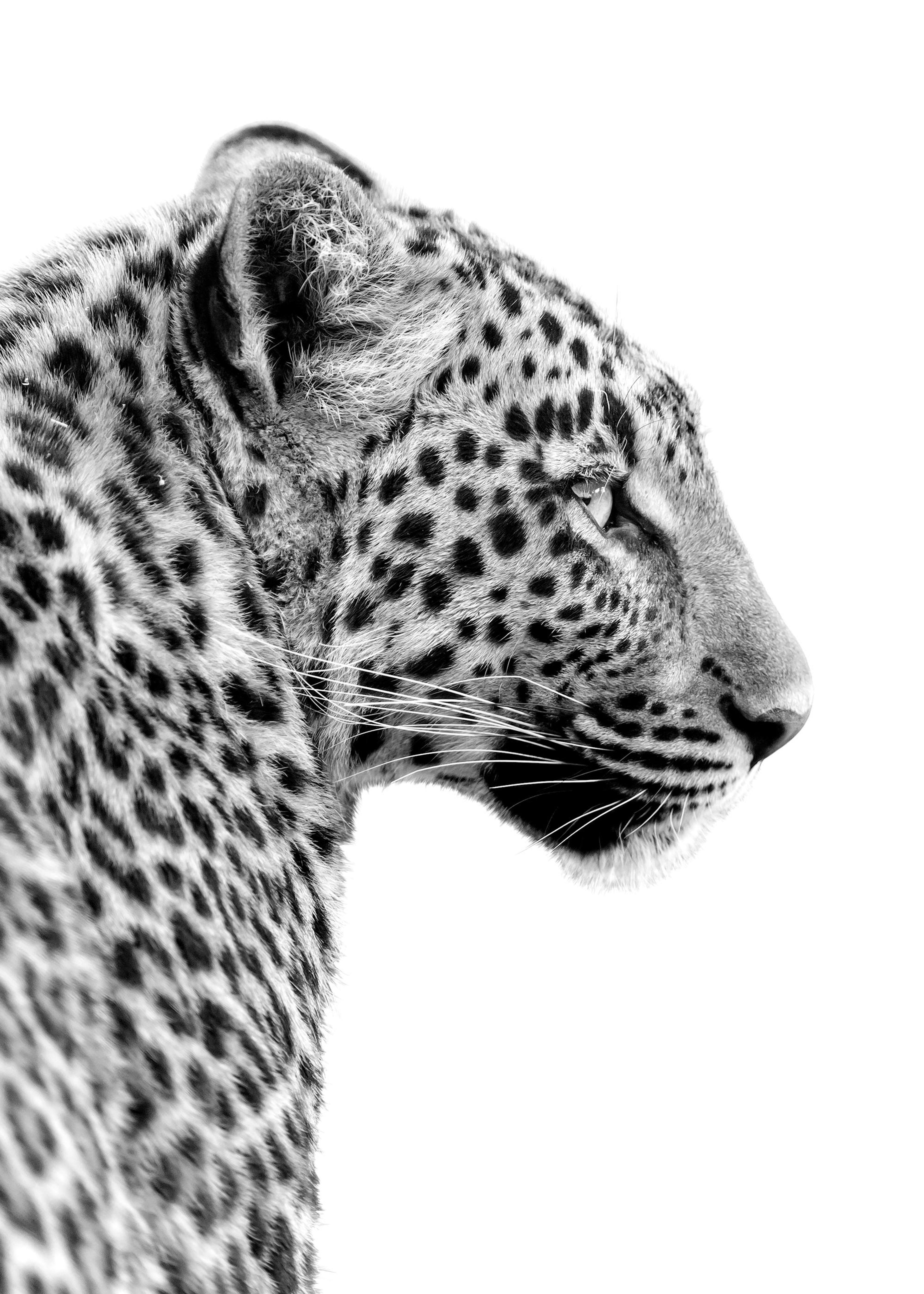 Poster Leopard 0
