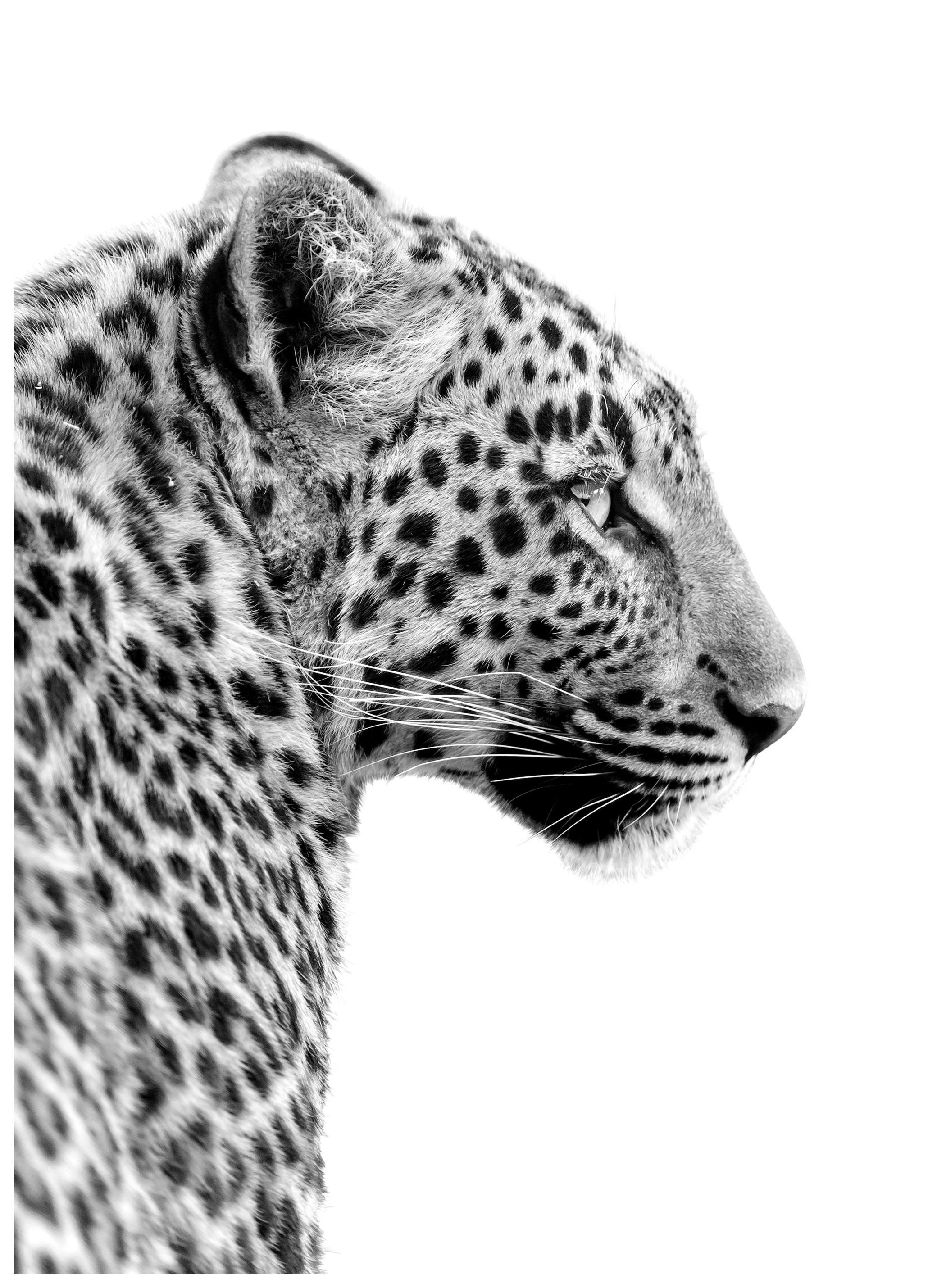 Leopard Poster (30x40 cm) - Poster Store
