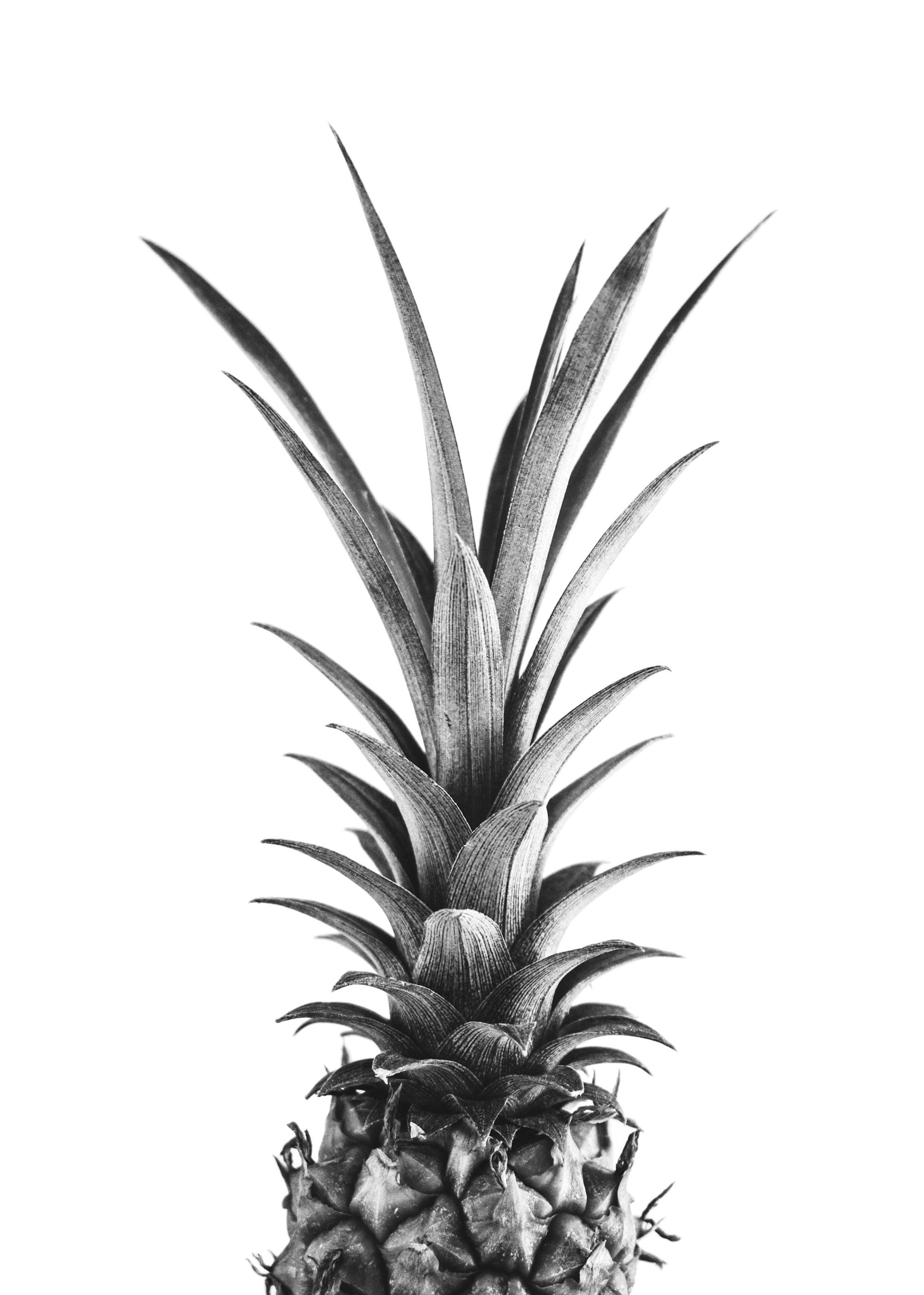Pineapple Poster 0