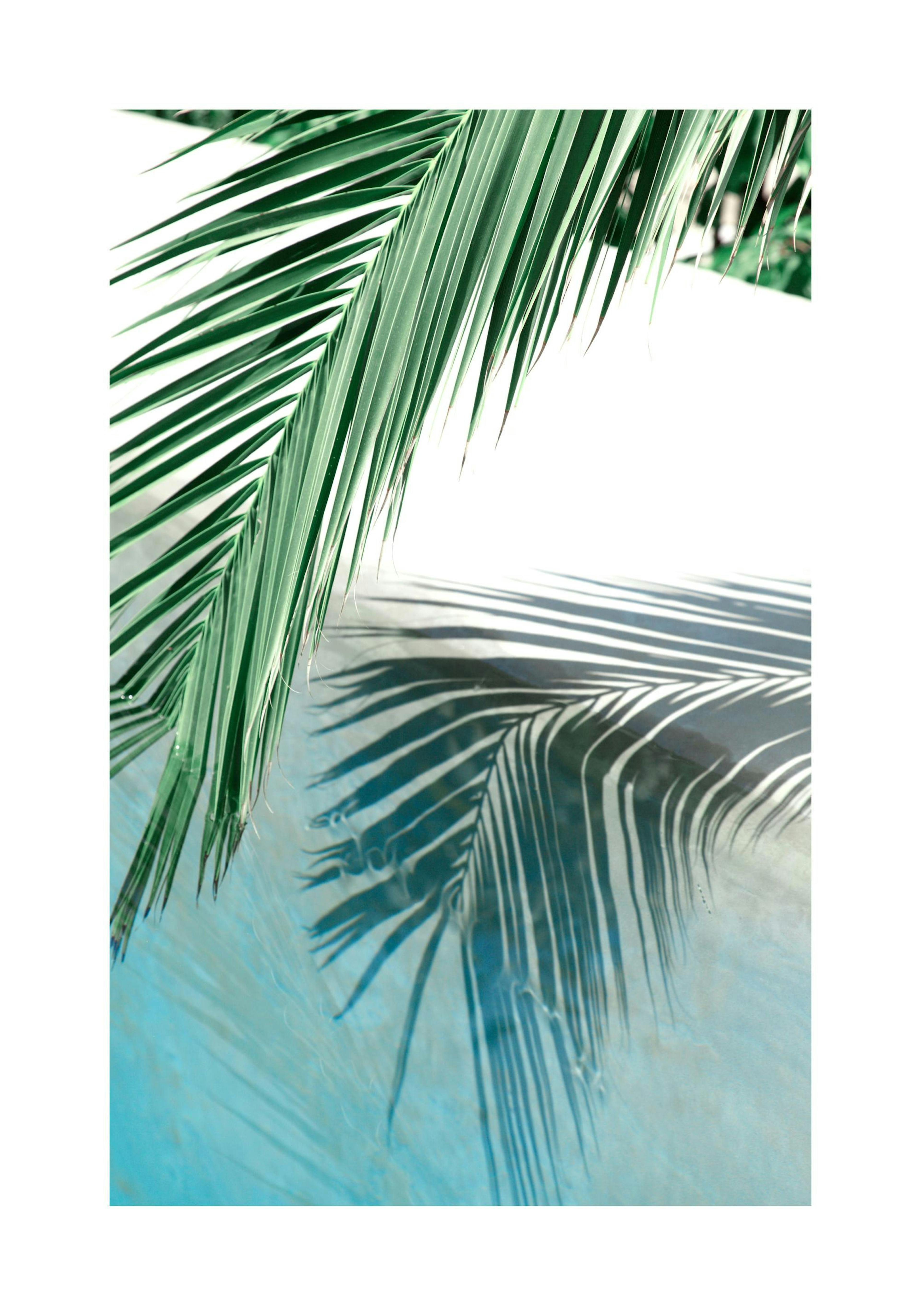 Poolside Palm Leaf Poster thumbnail