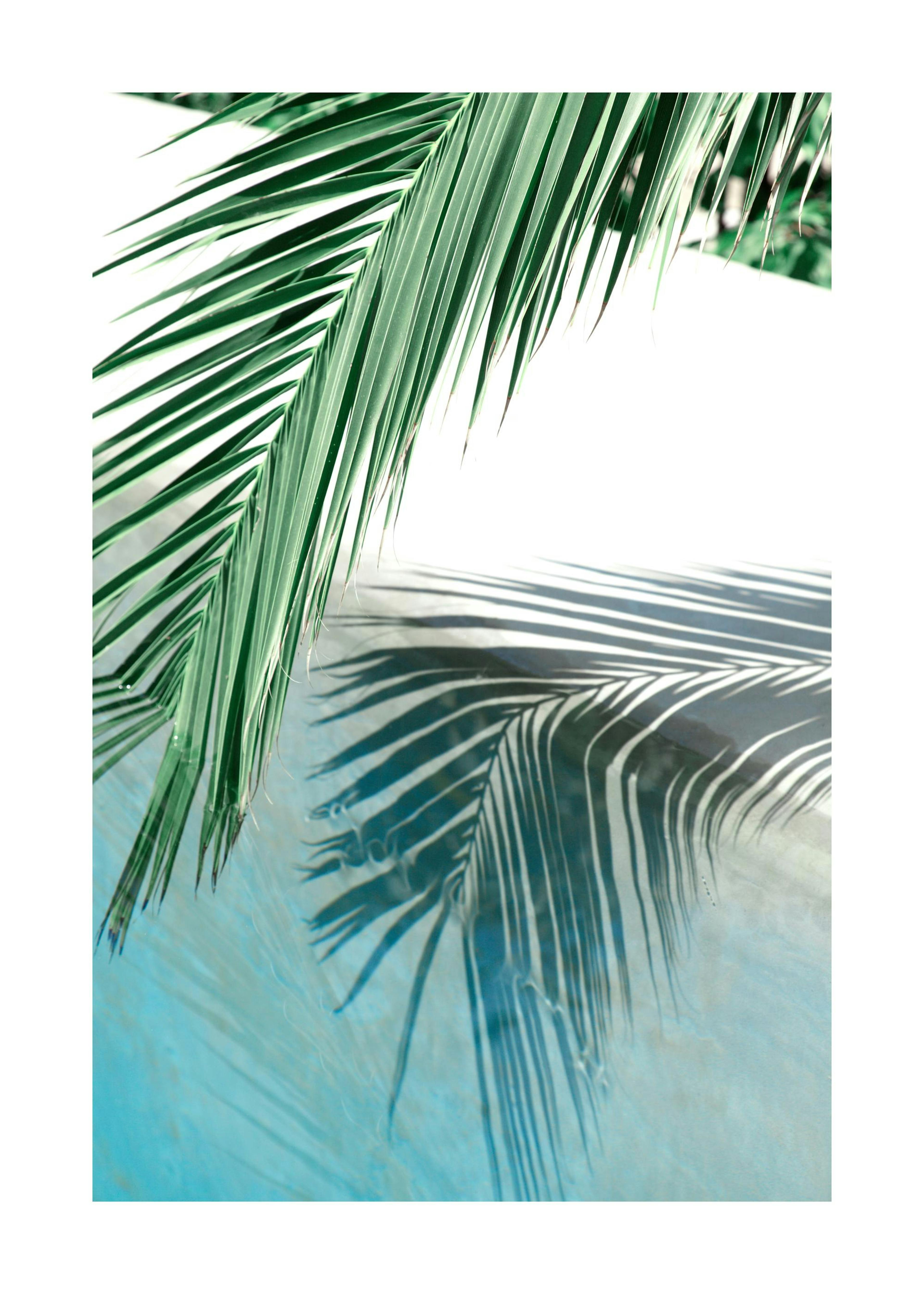 Poolside Palm Leaf Poster 0