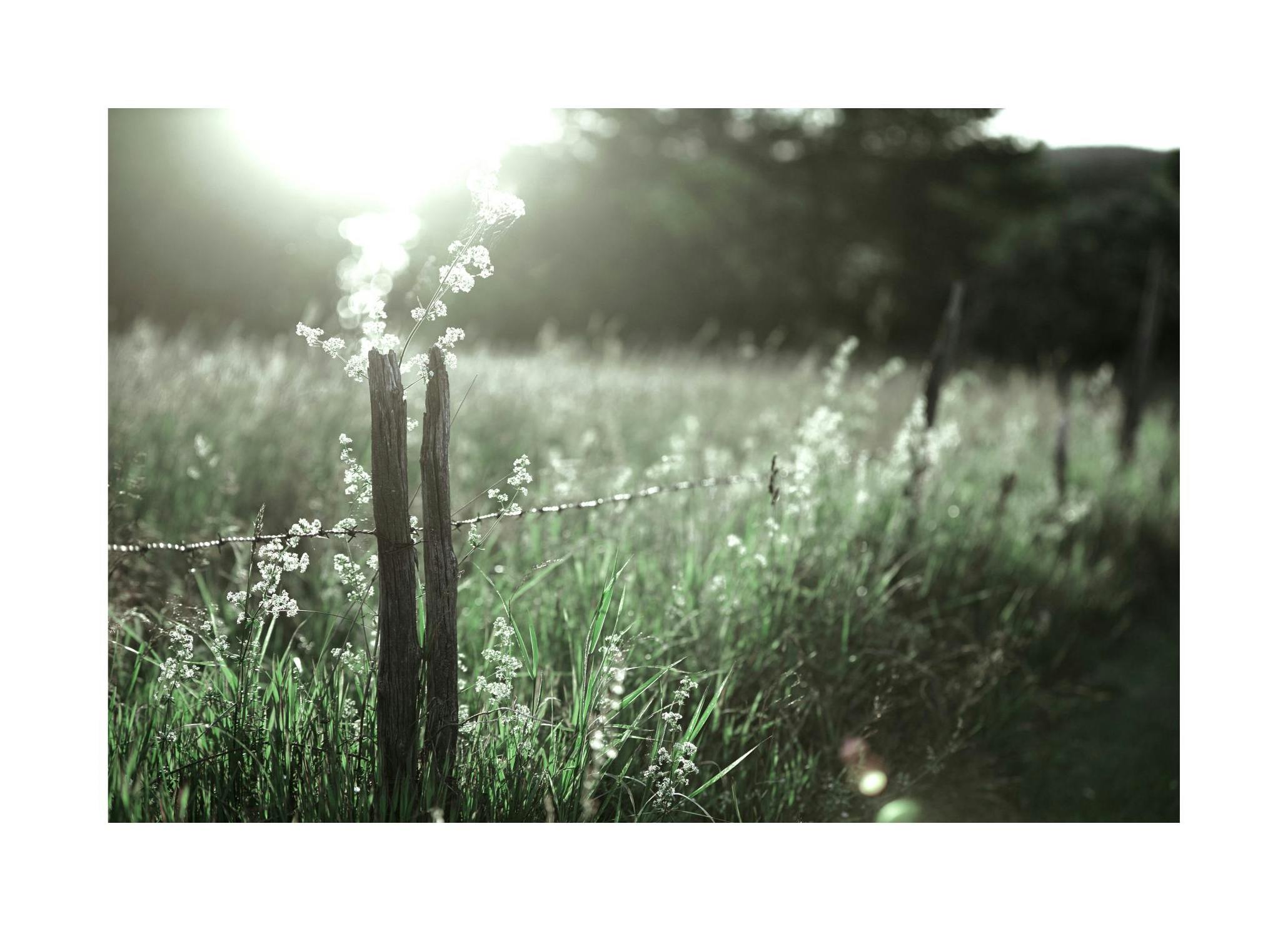 Old Fence Poster (21x30 cm) - Poster Store