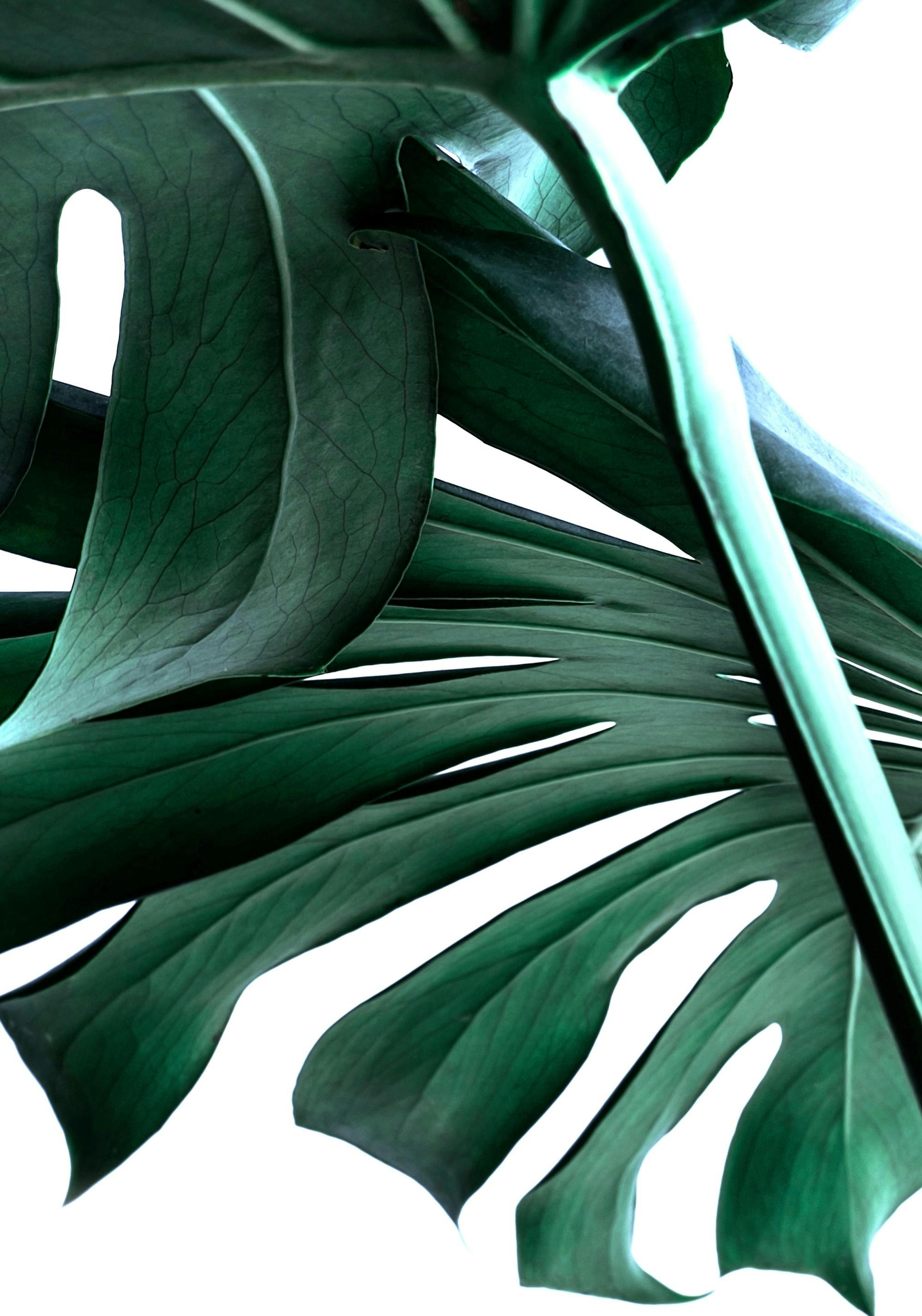 Monstera no. 2 Poster thumbnail